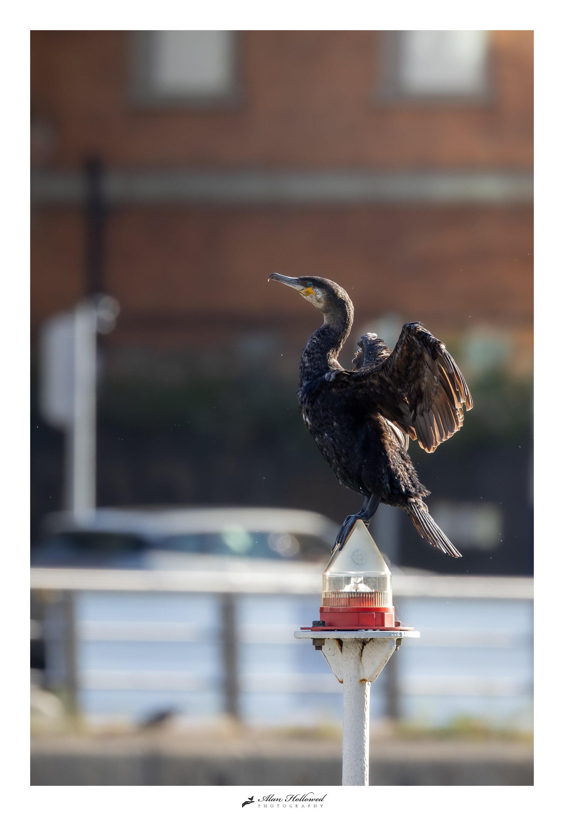 Cormorant