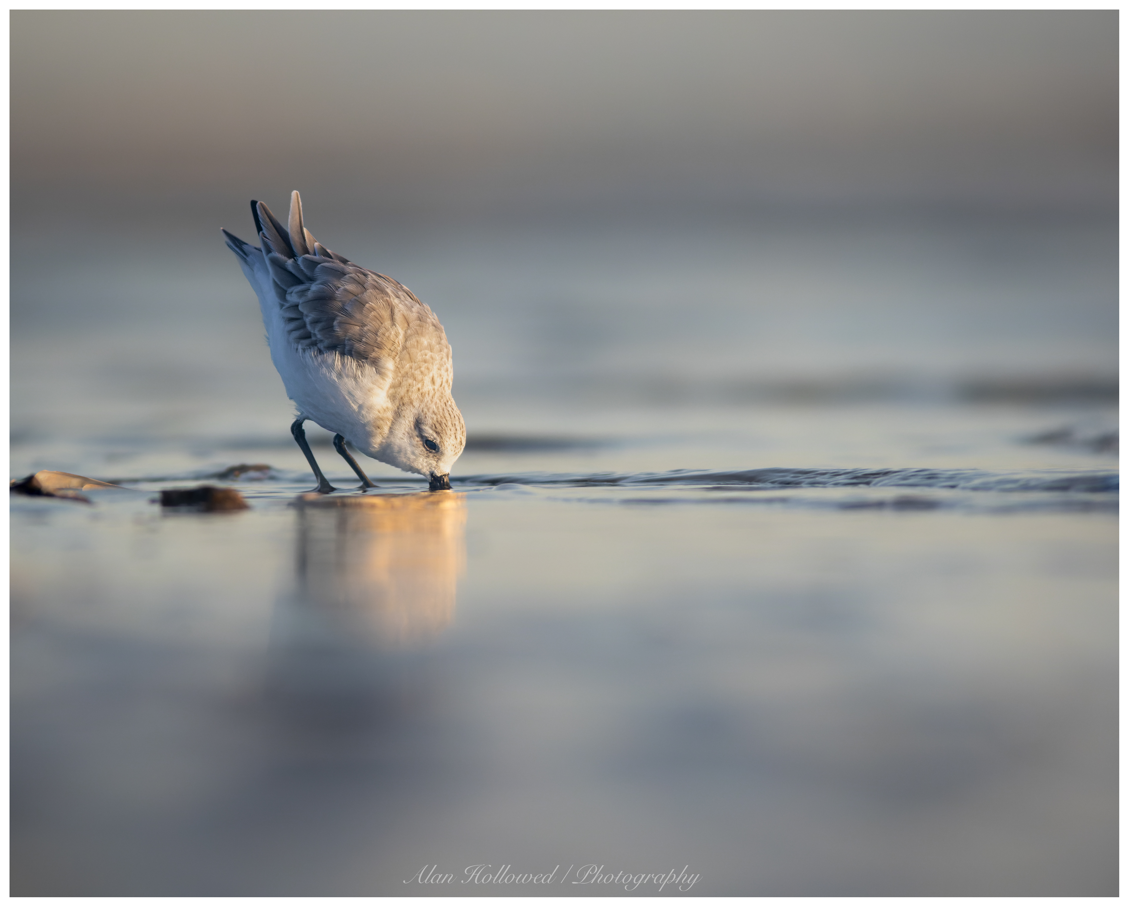 Sanderling
