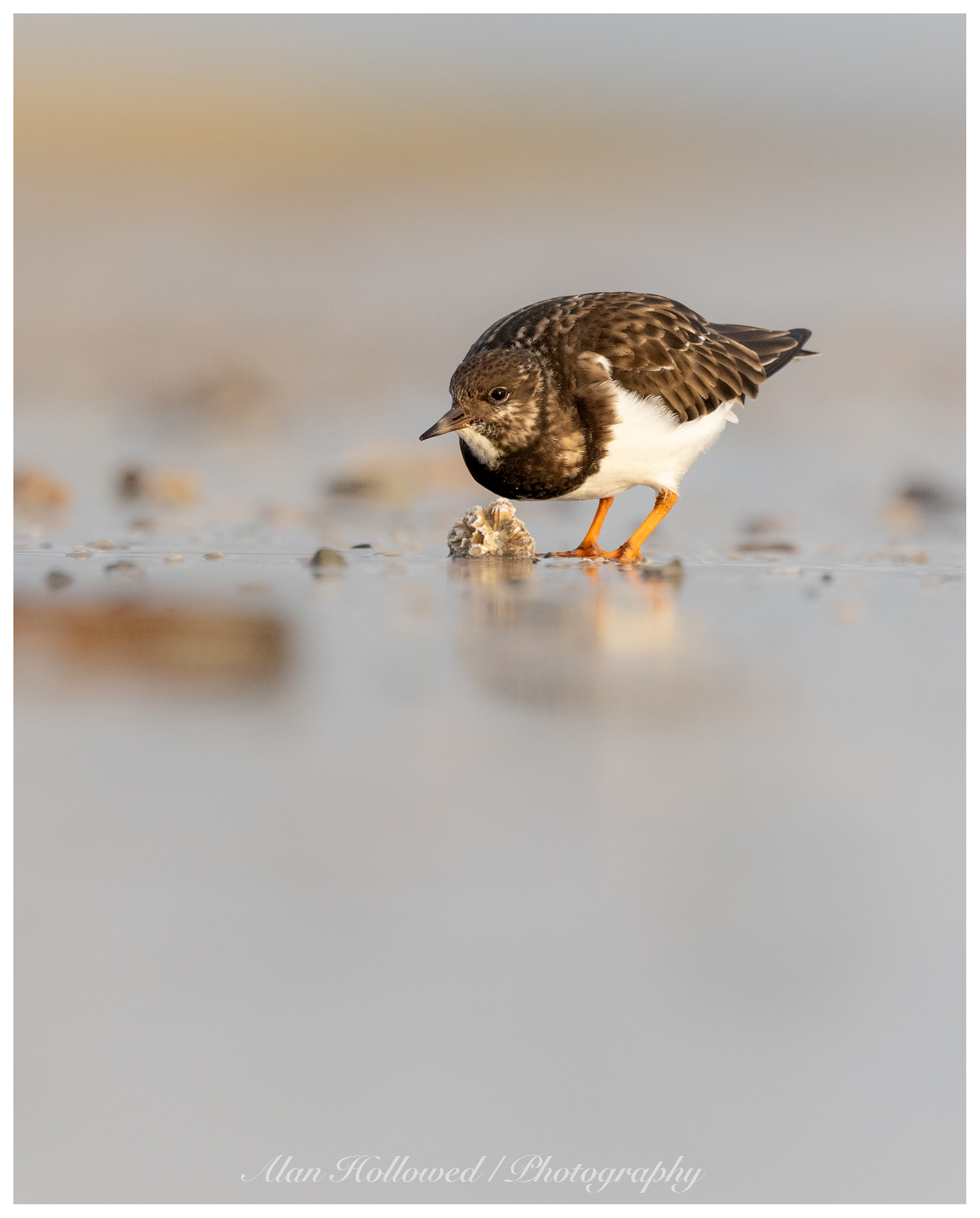 Turnstone
