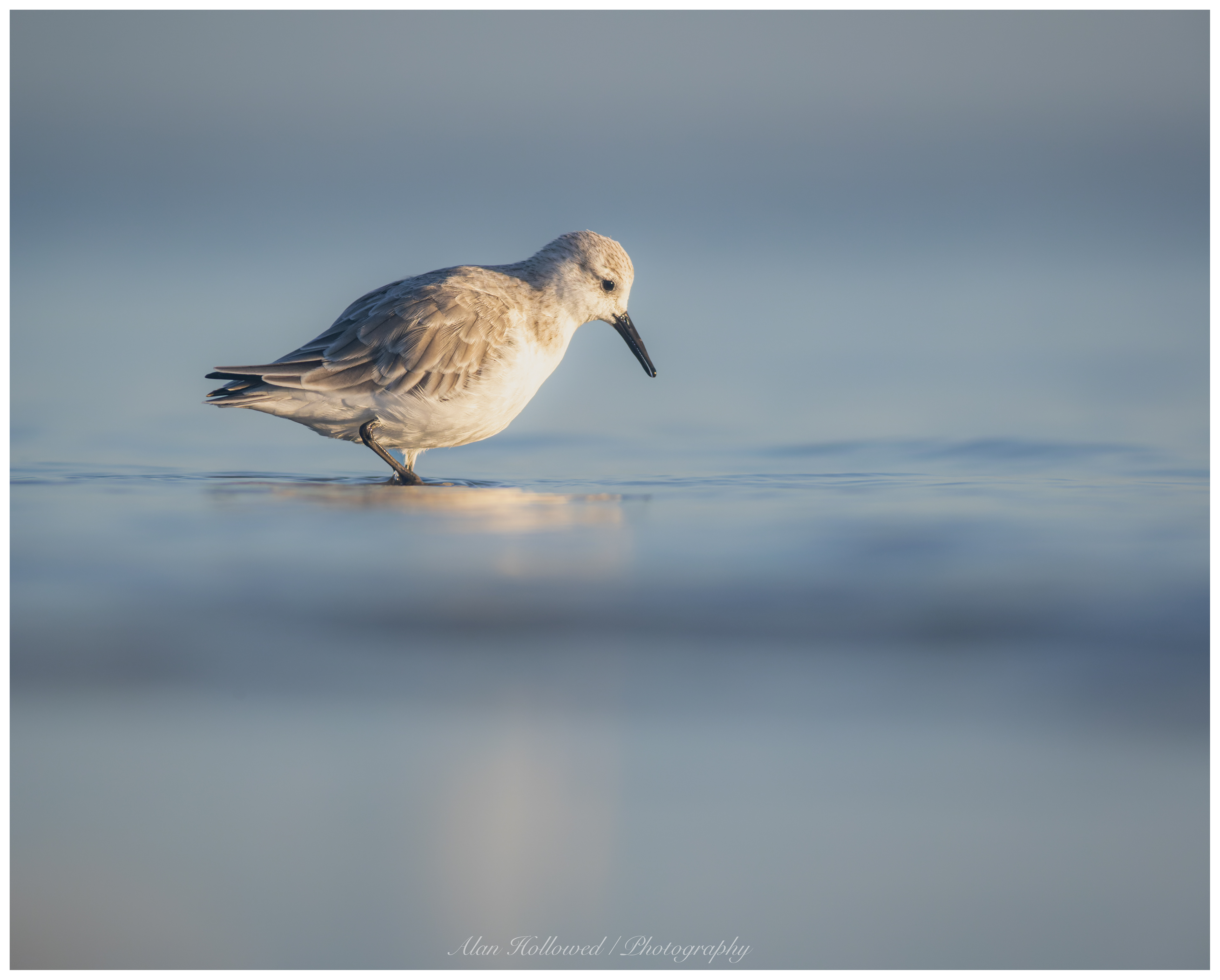 Sanderling