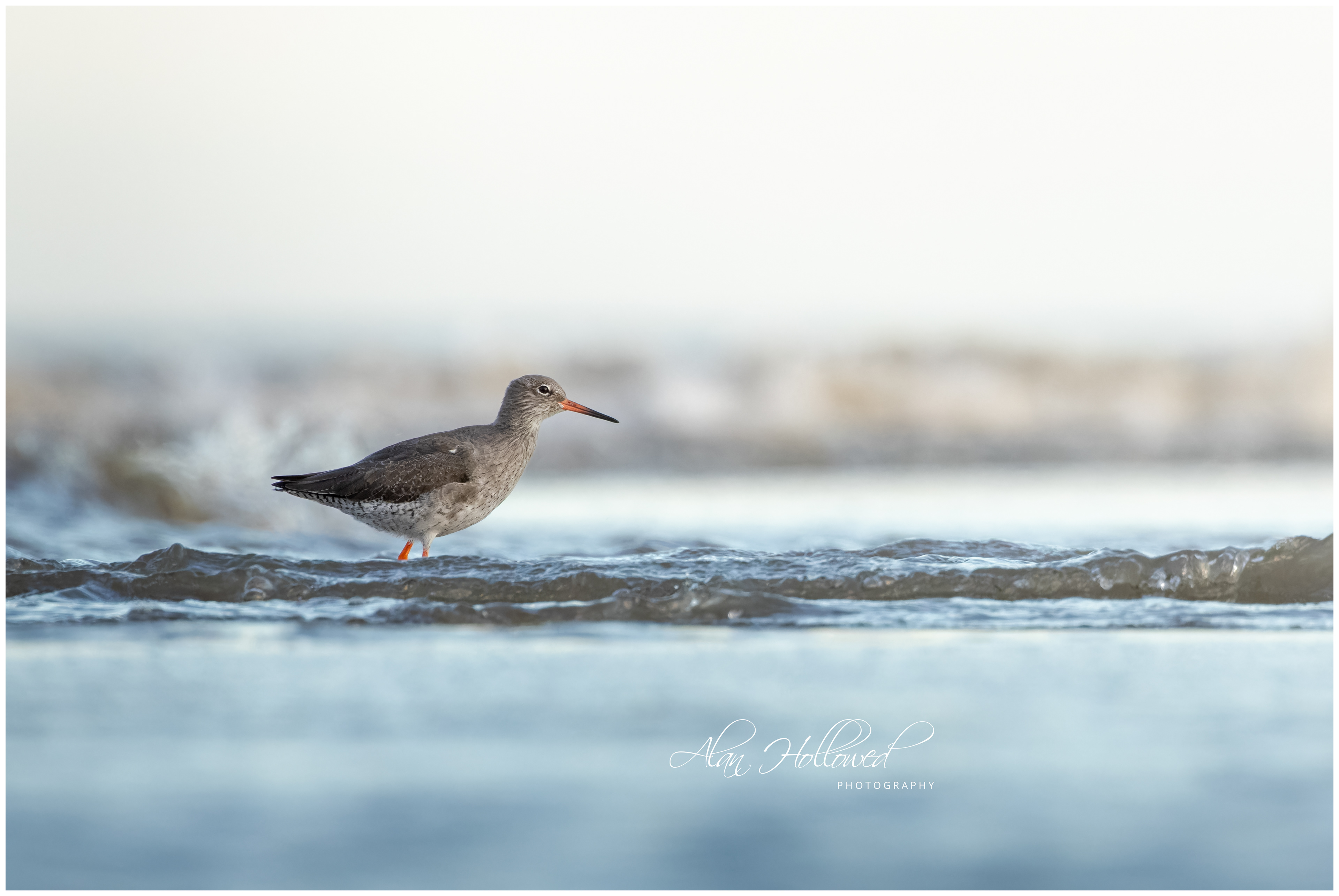 Redshank