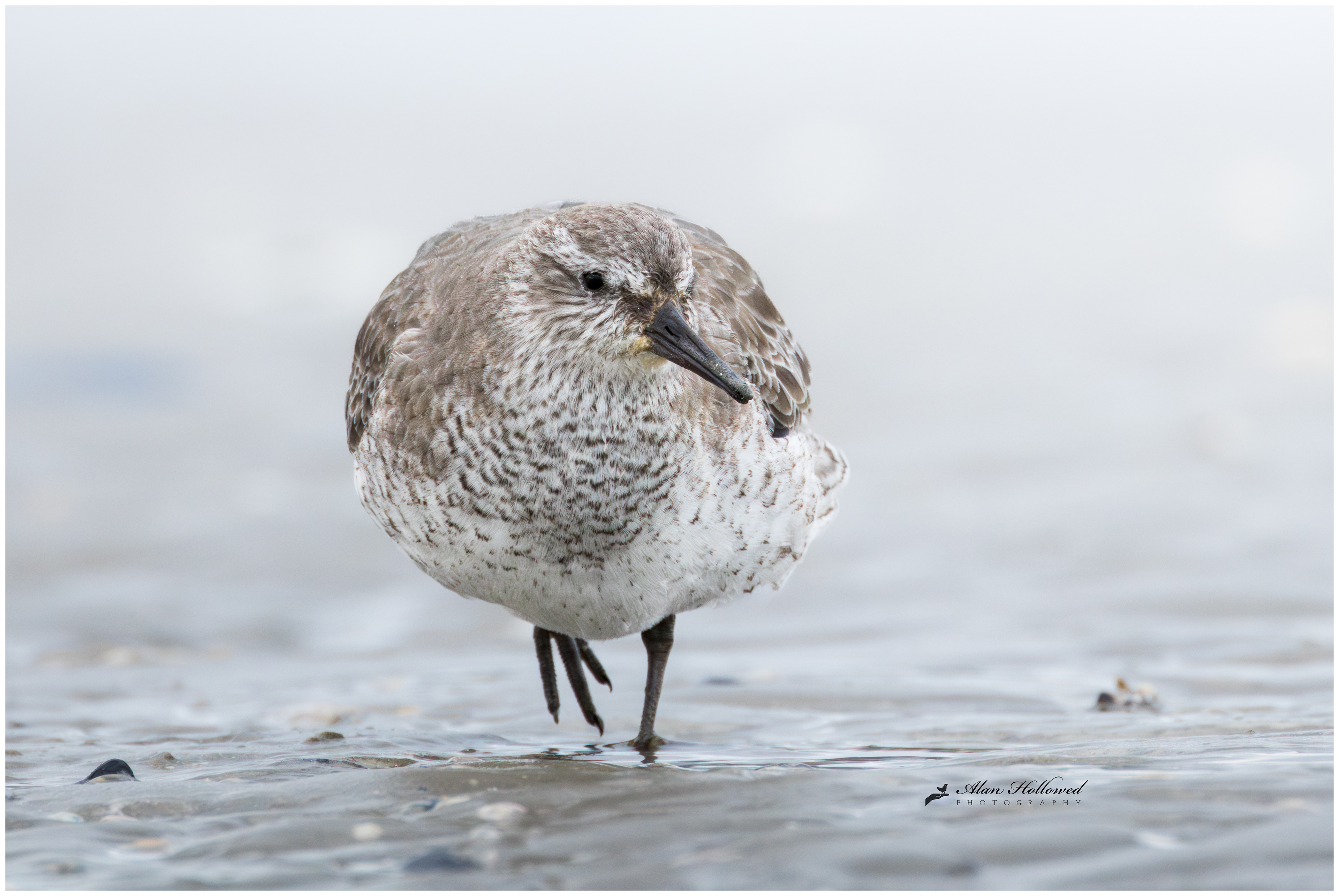 Redknot