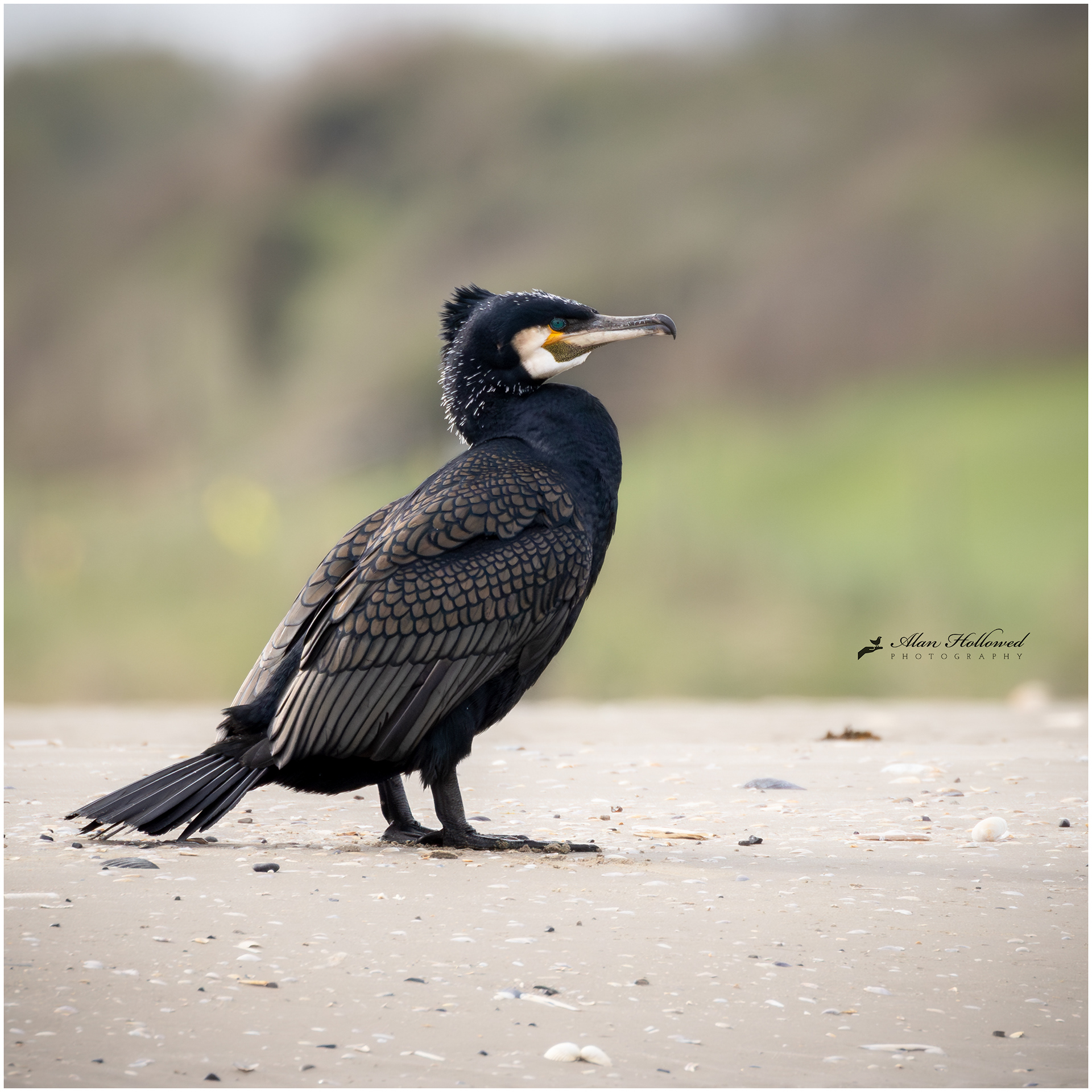Cormorant