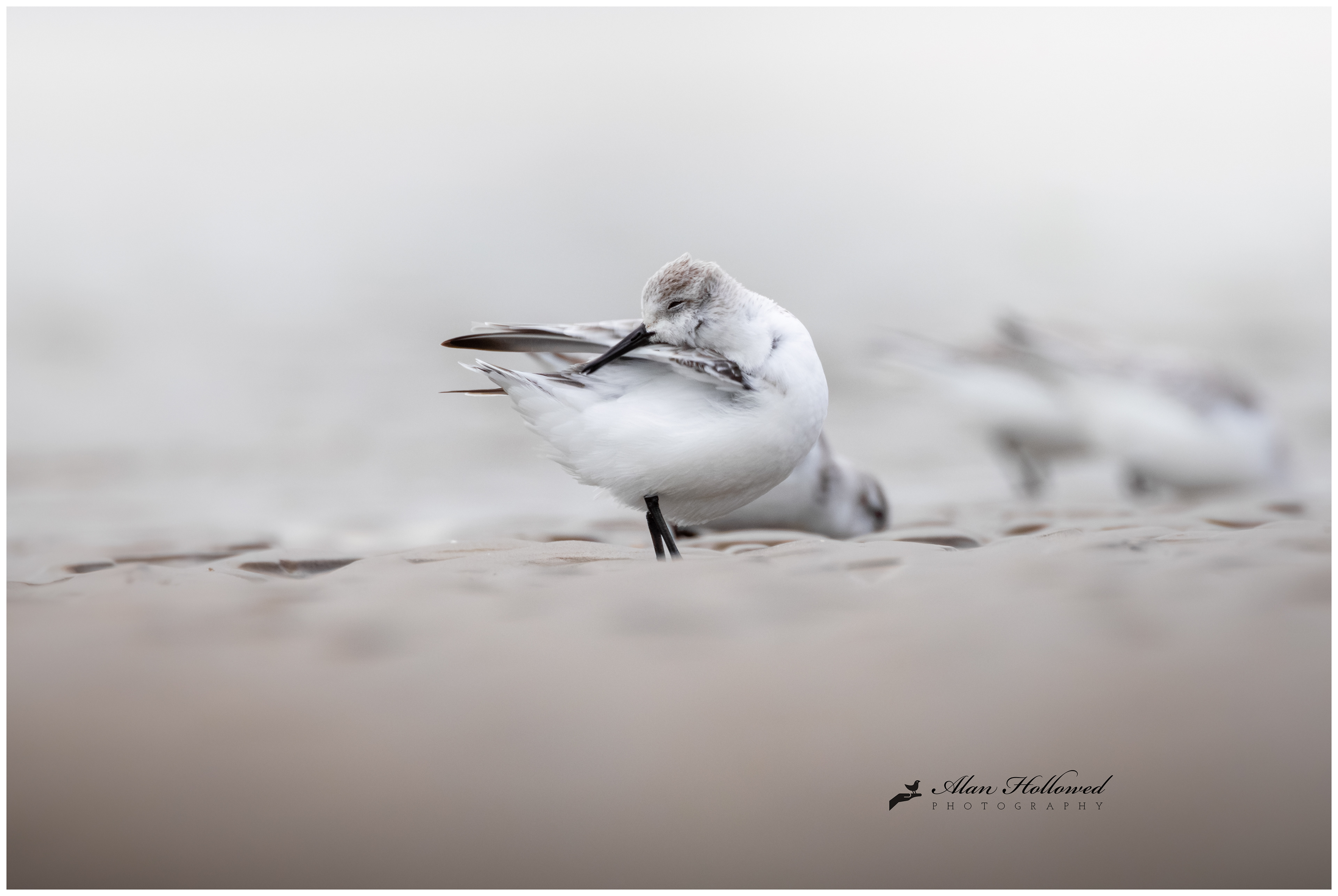 Sanderling