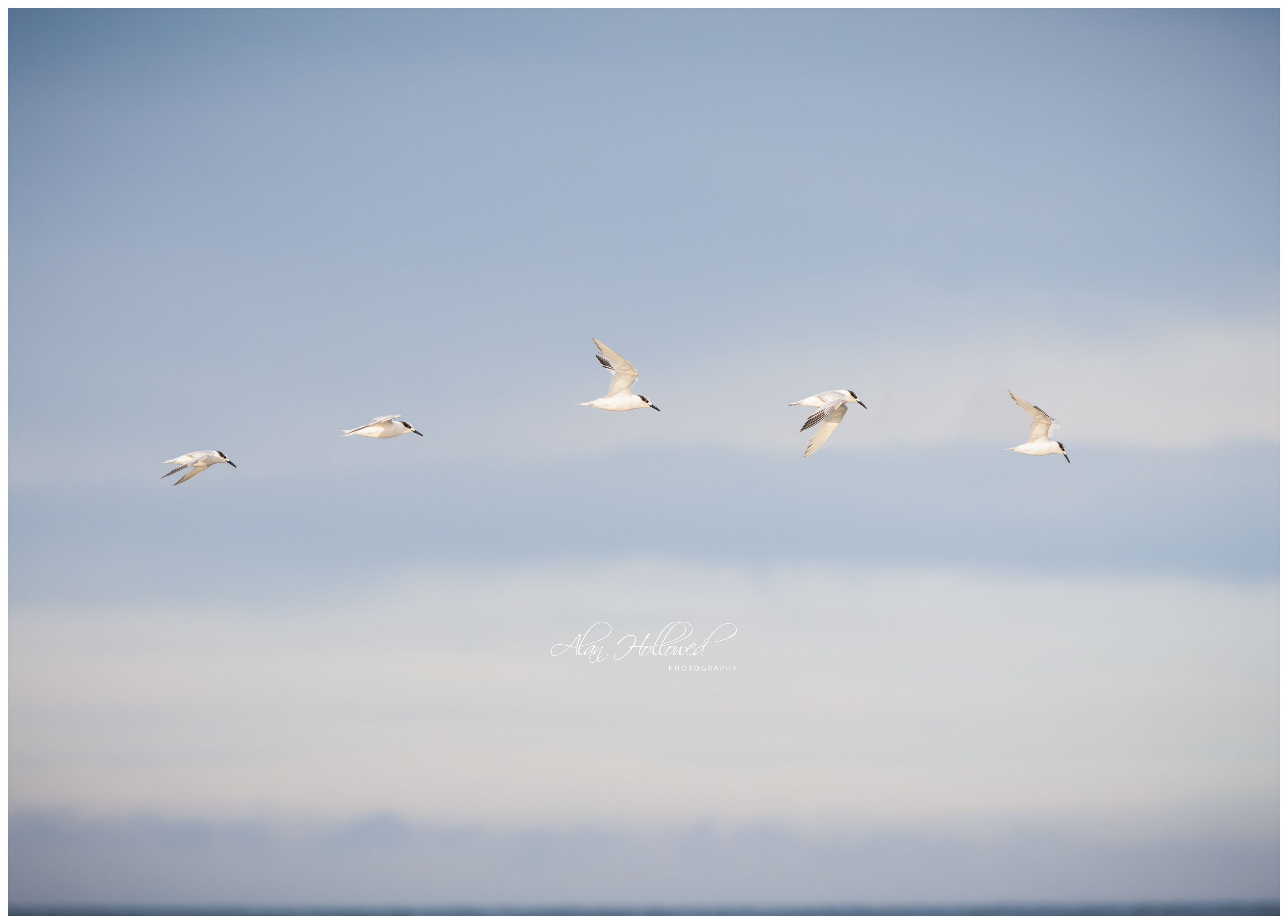 Common Tern Composite