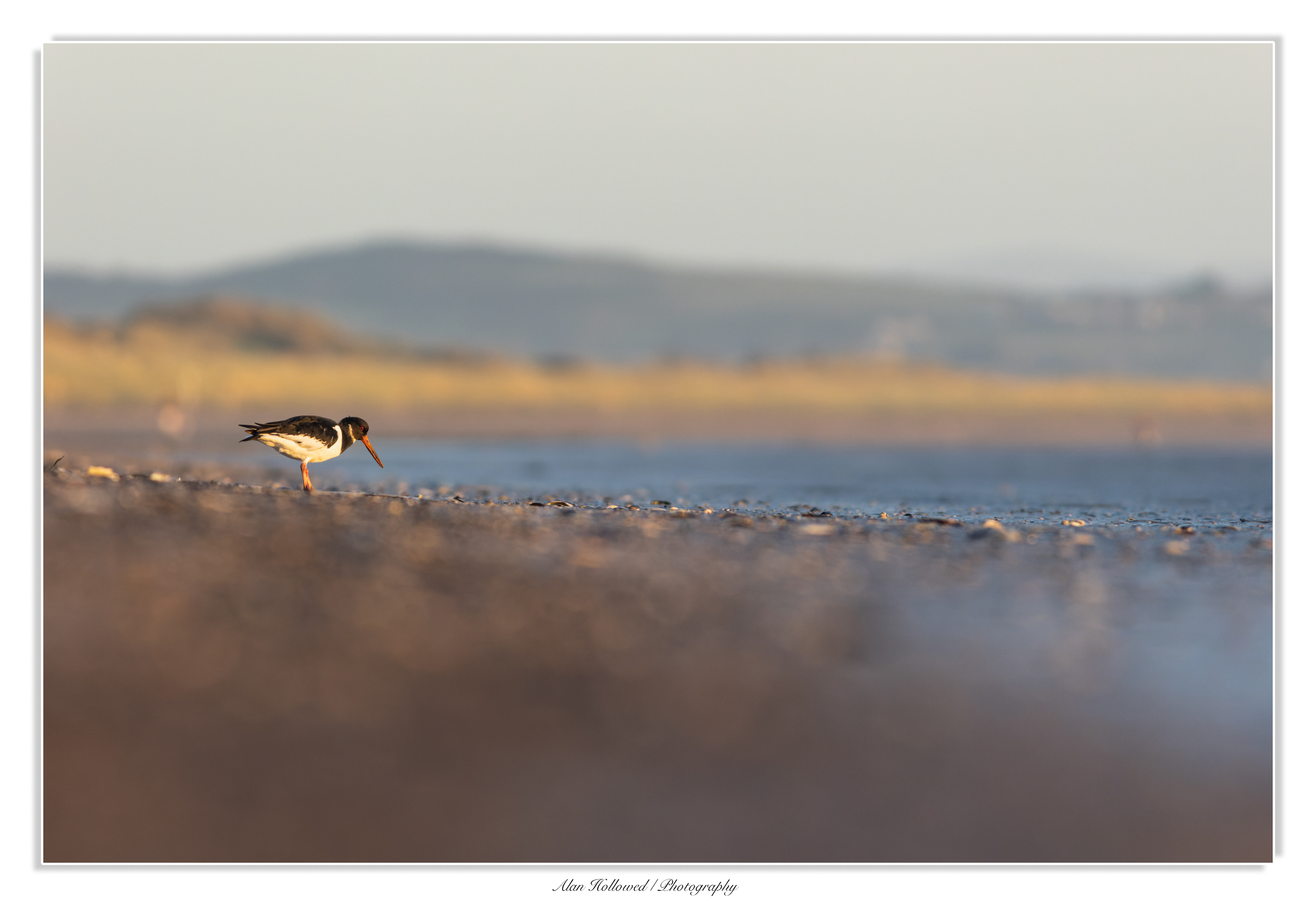 Oystercatcher