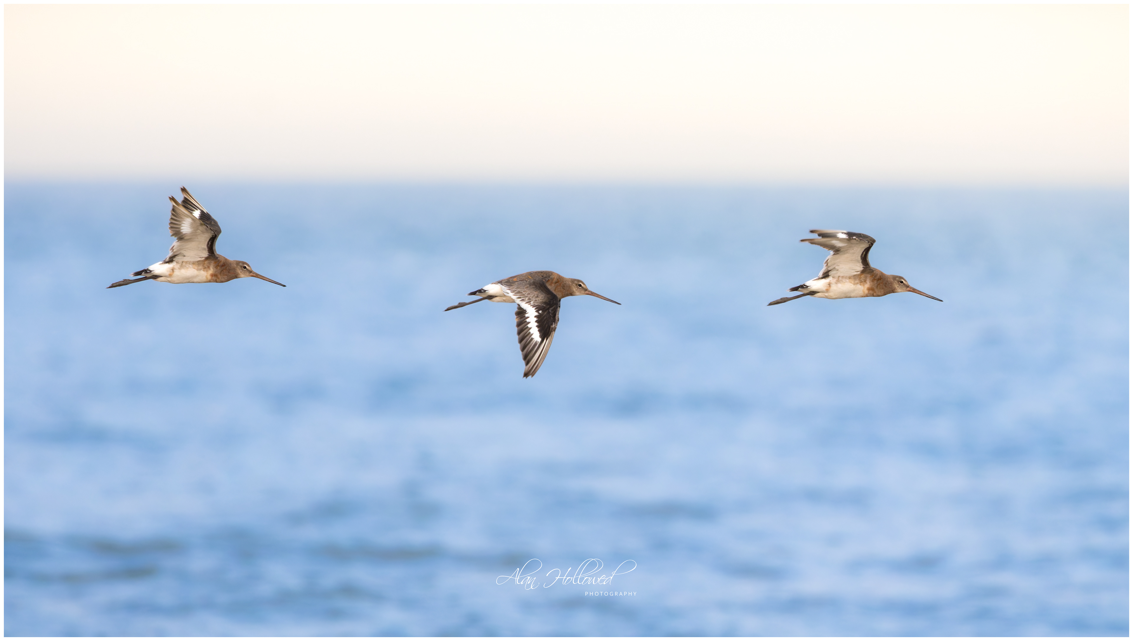 Black-Tailed godwit Composite