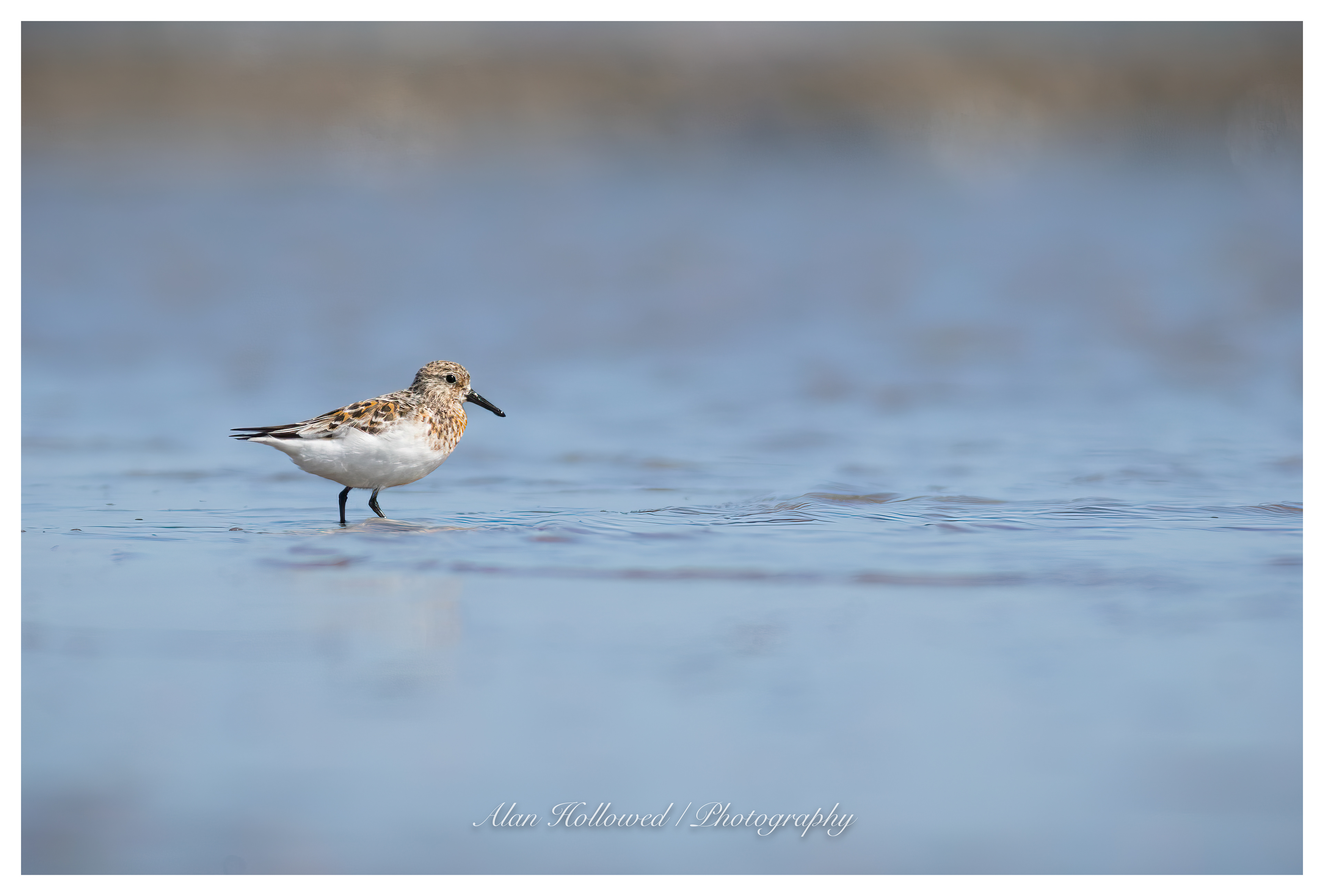 Sanderling