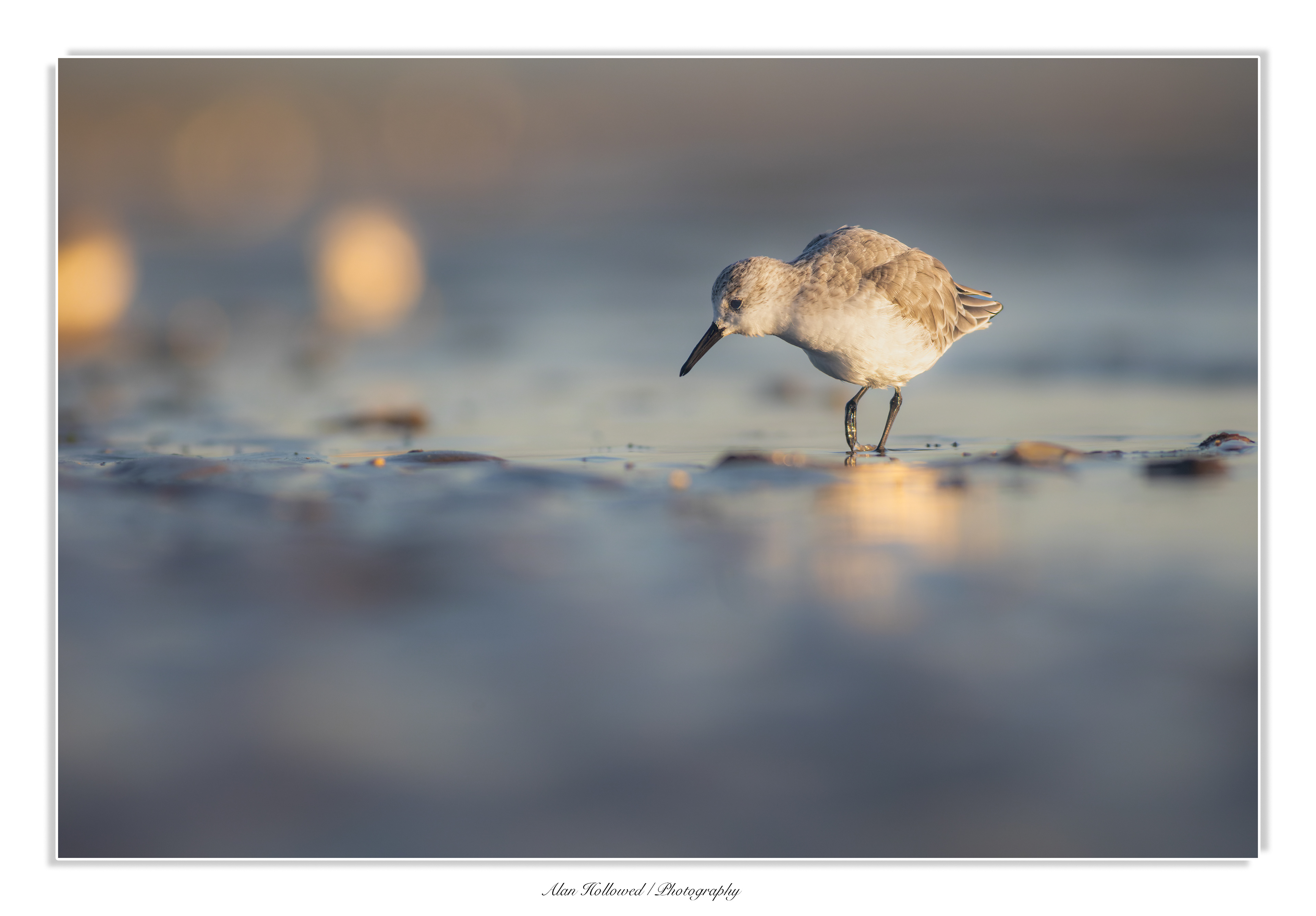 Sanderling