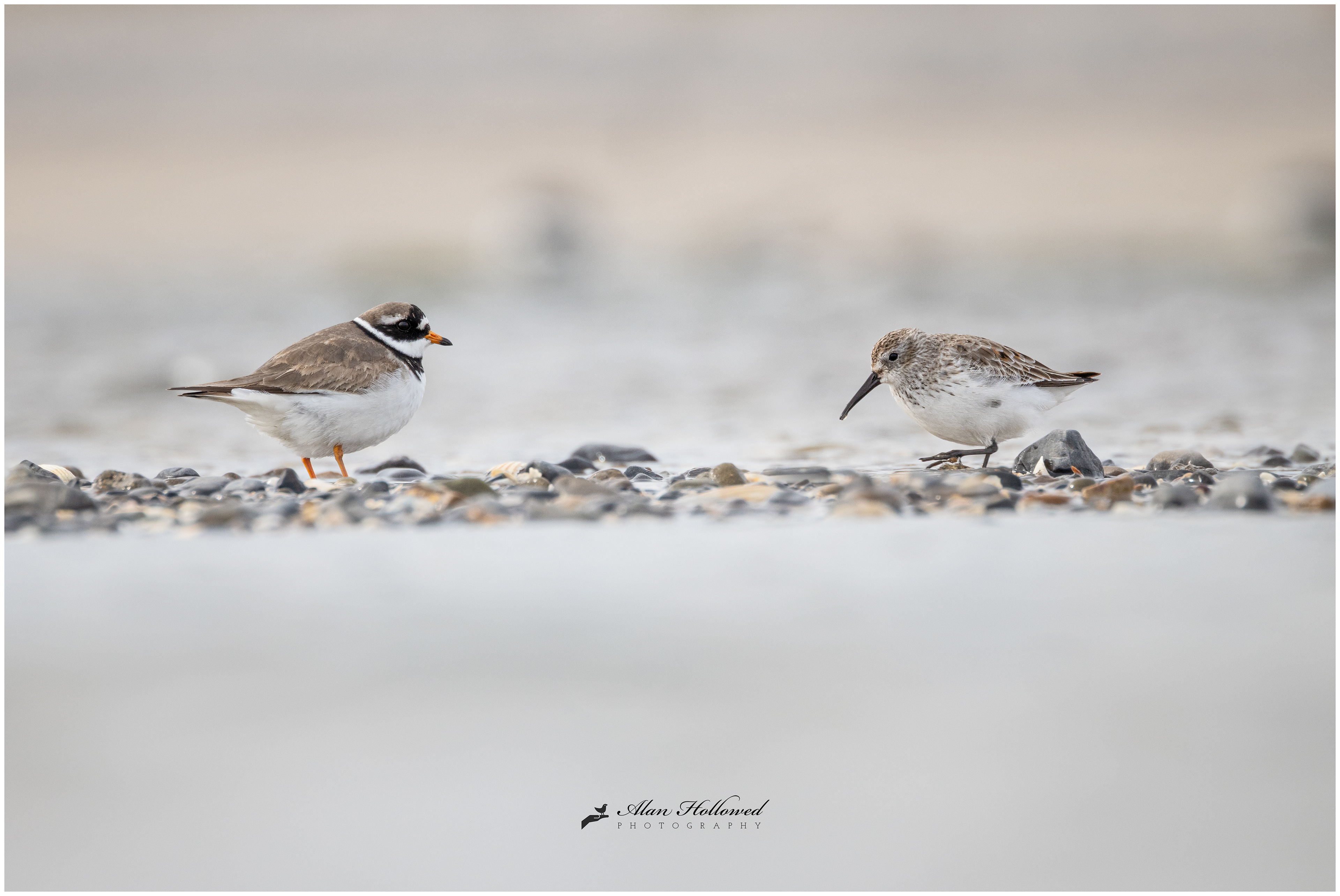 Common Ringed Plover & Dunlin