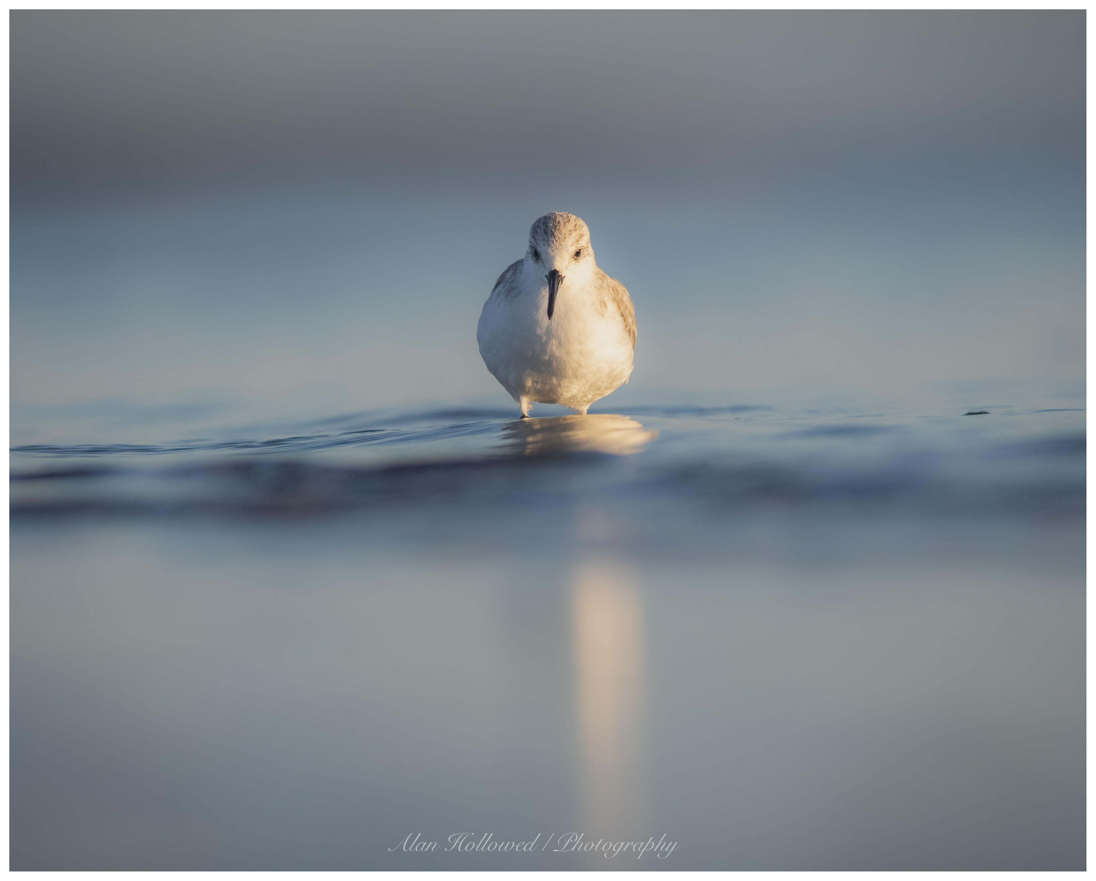 Sanderling