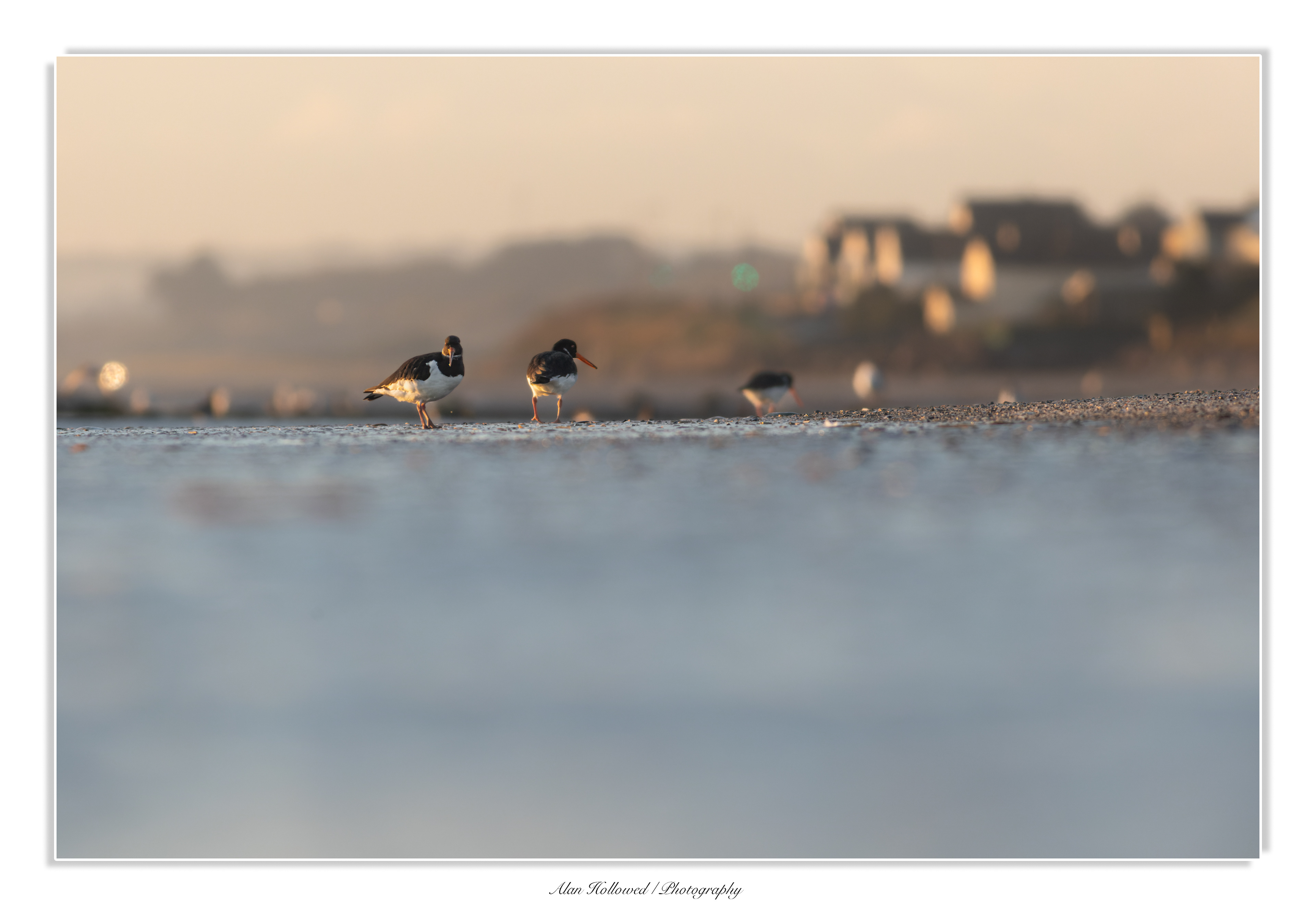 Oystercatcher