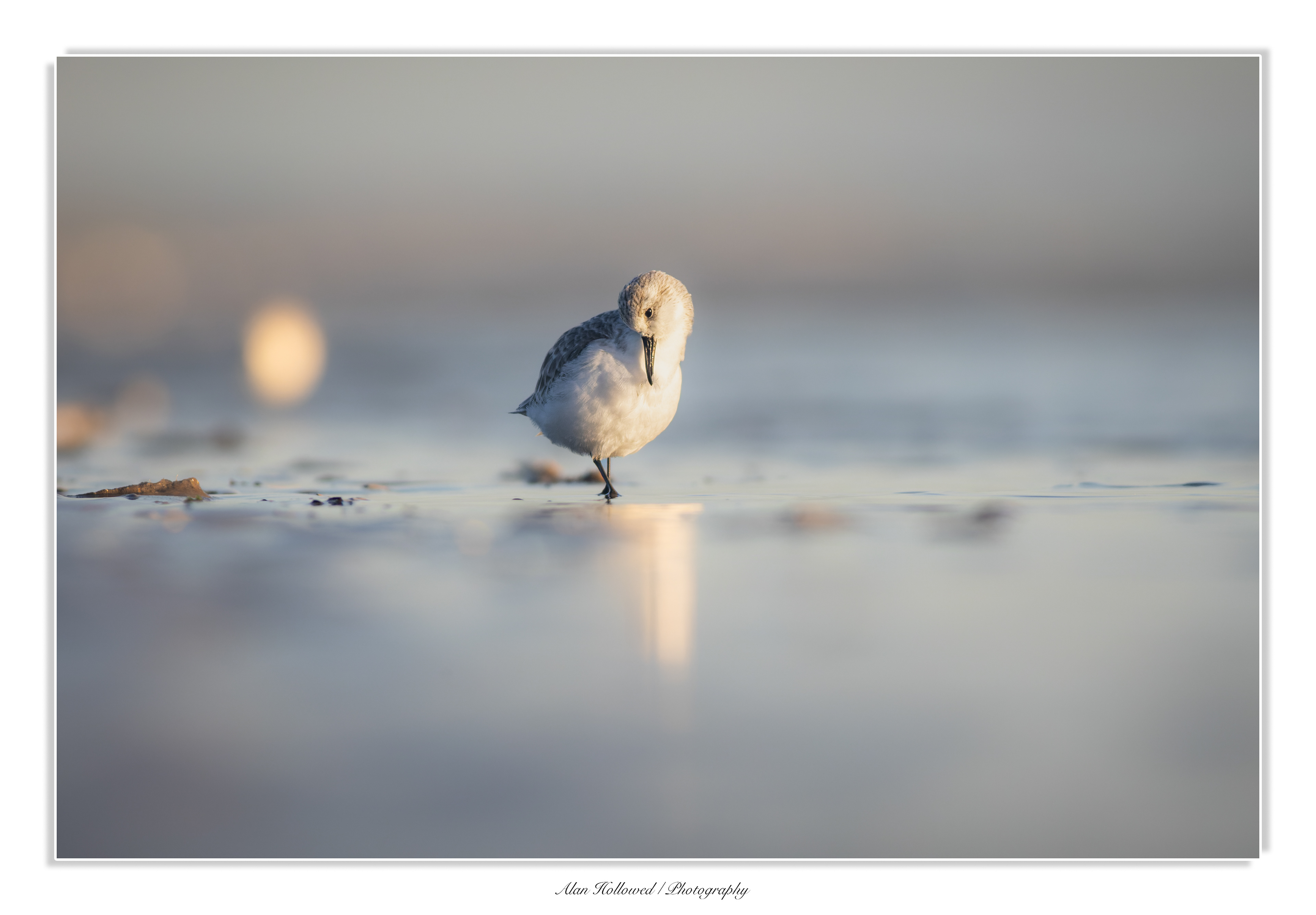 Sanderling