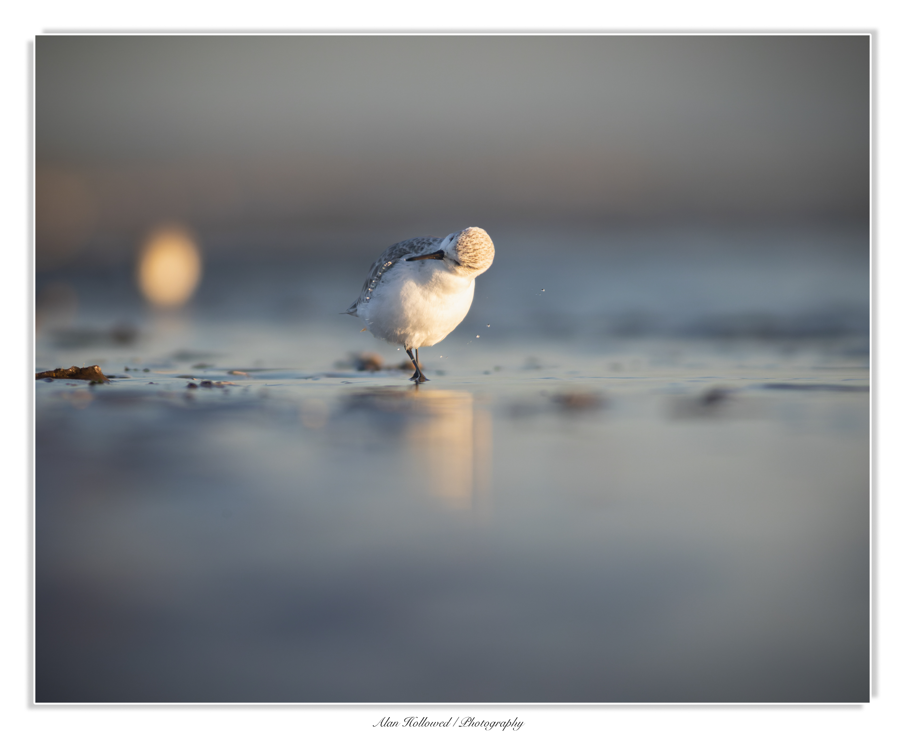 Sanderling