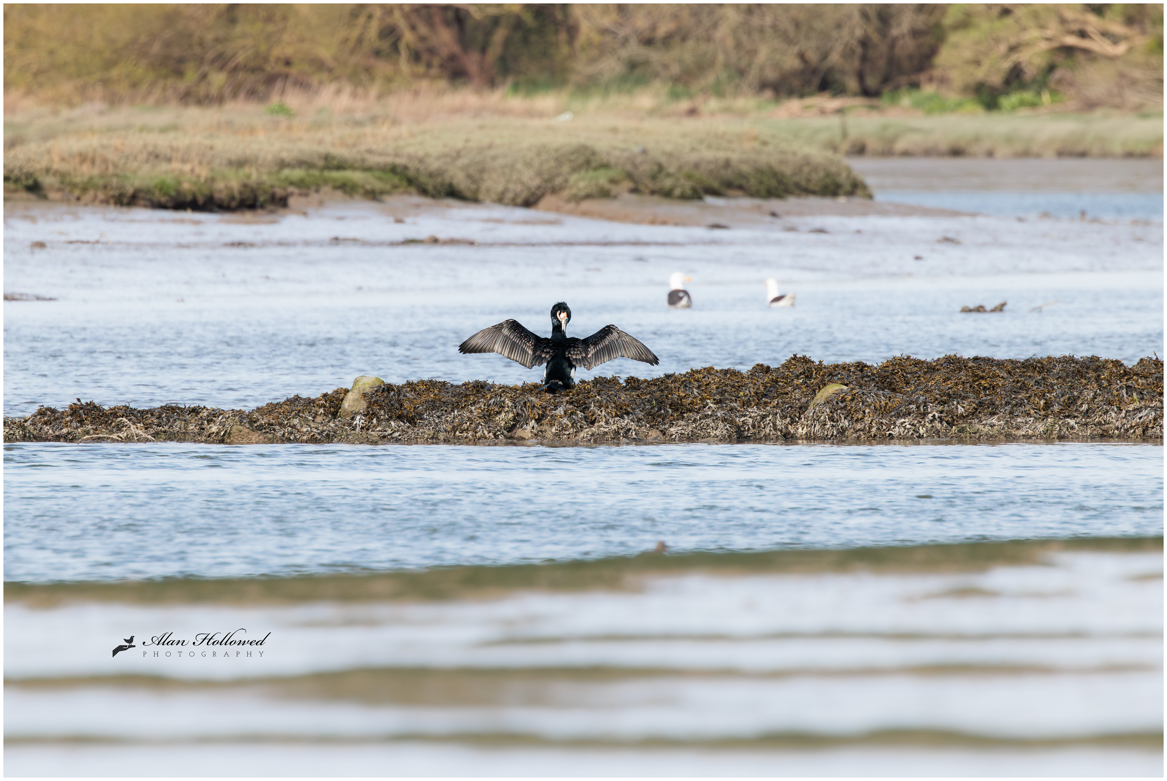 Cormorant