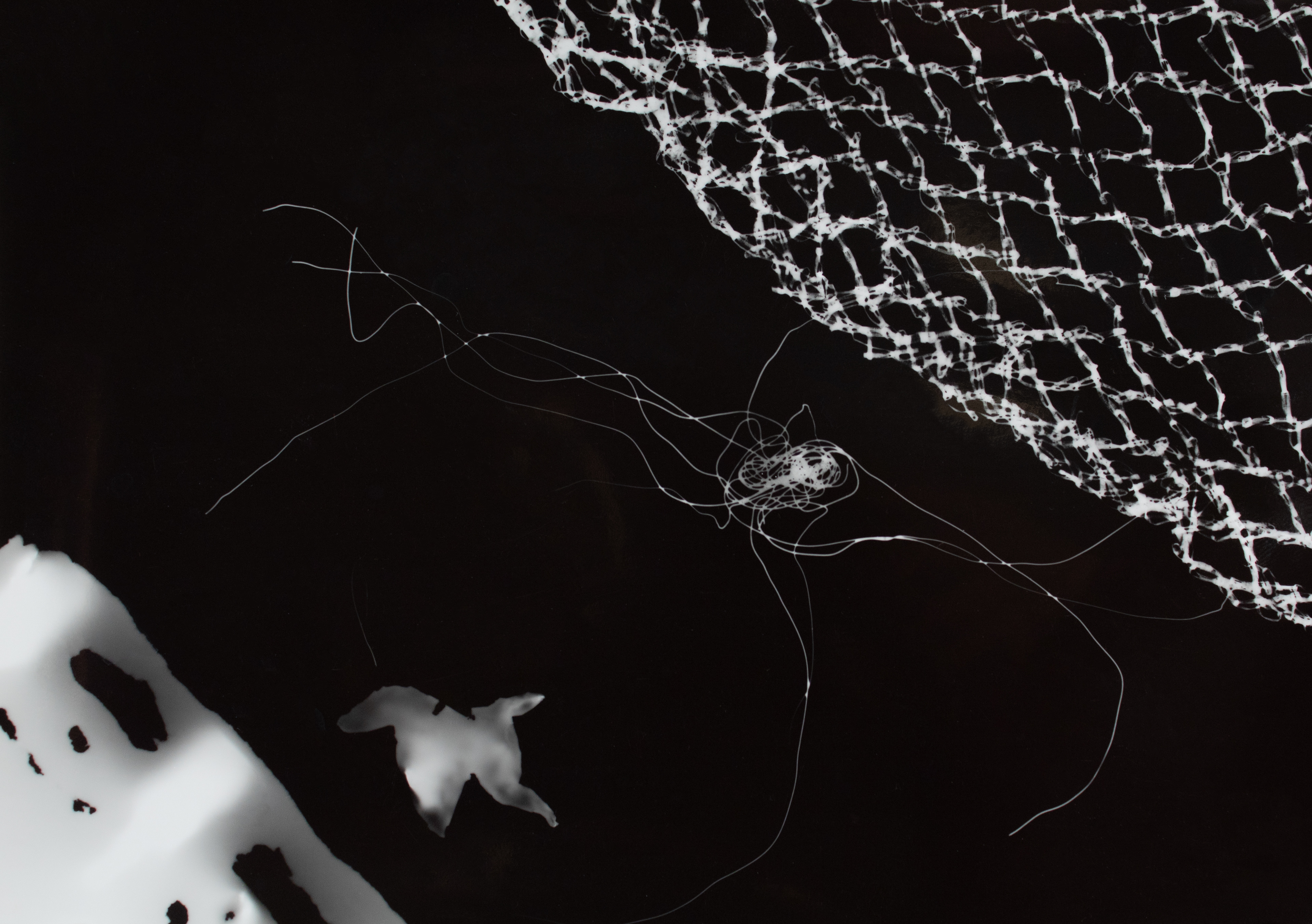 Photogram 1 - Negative