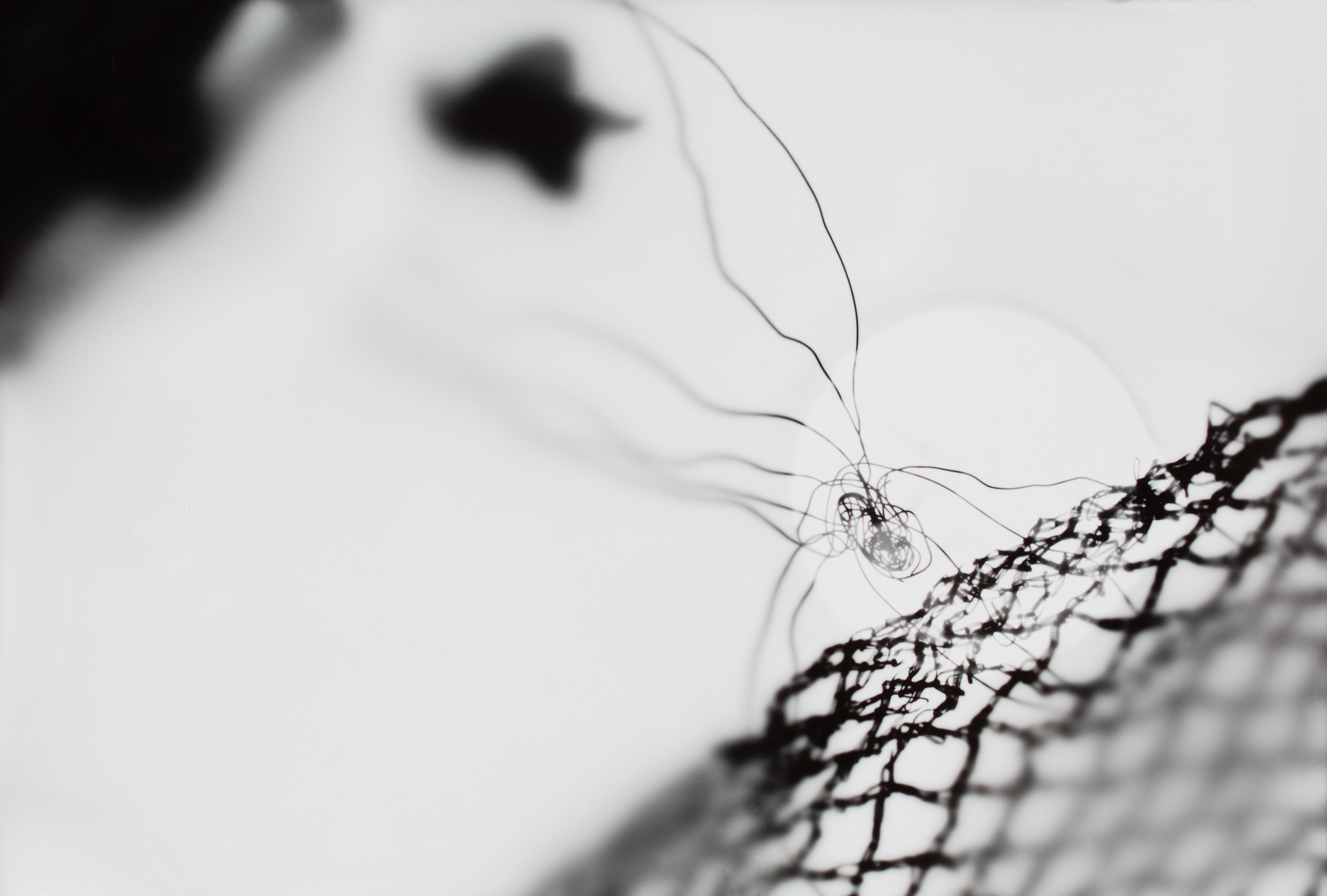 Photogram 2 - Positive
