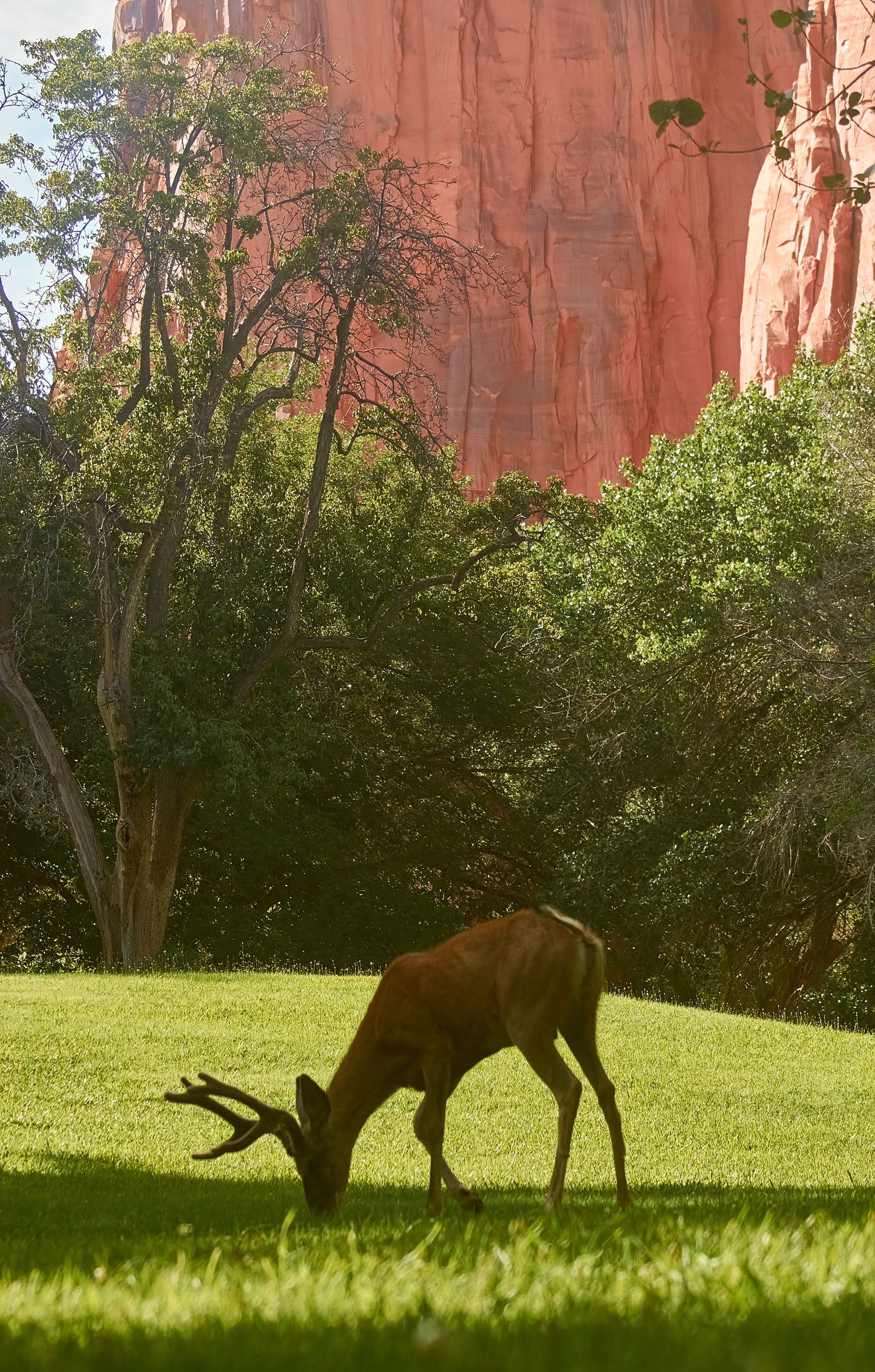 Fruita Campground