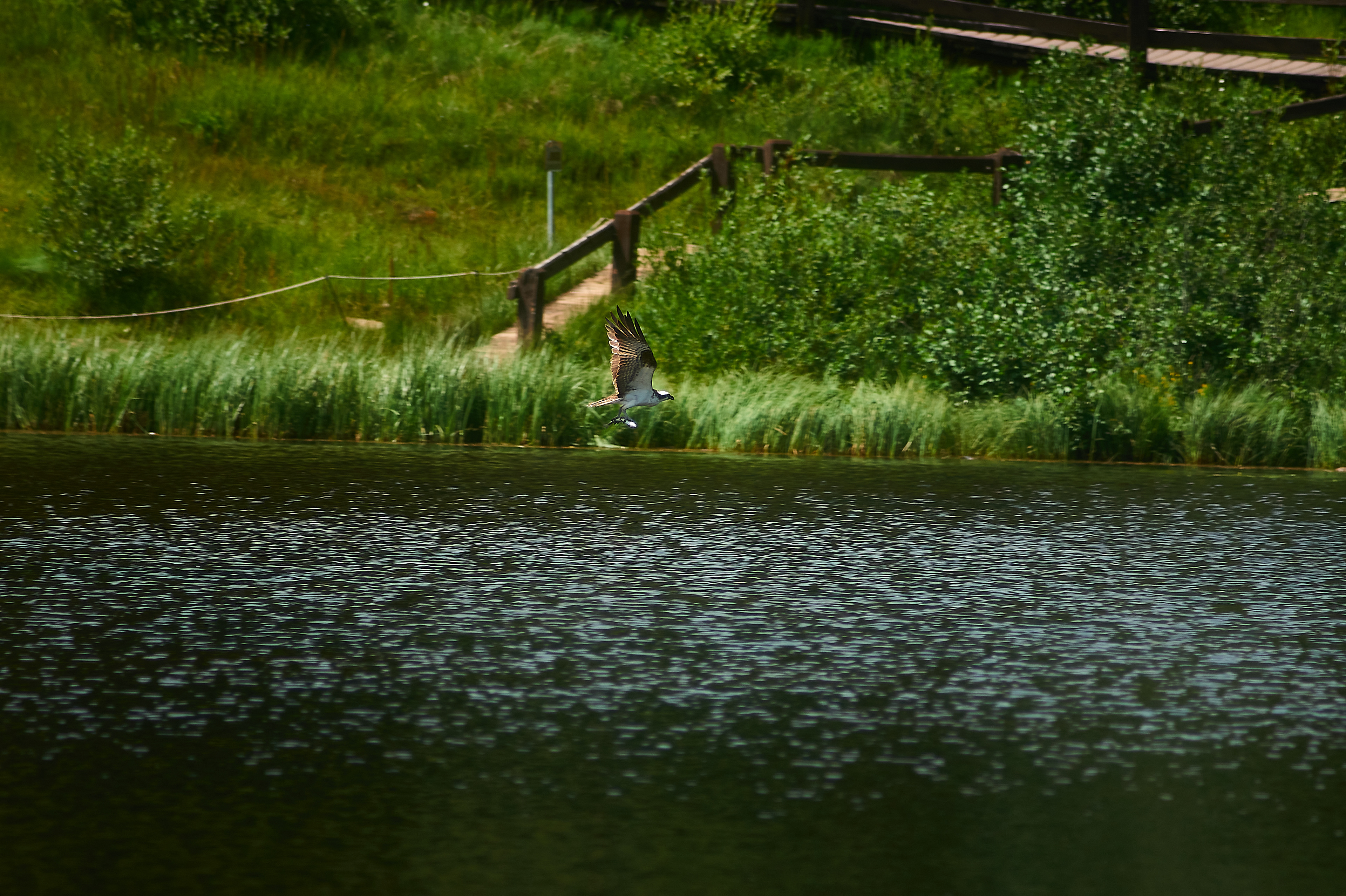 Adler fängt einen Fisch