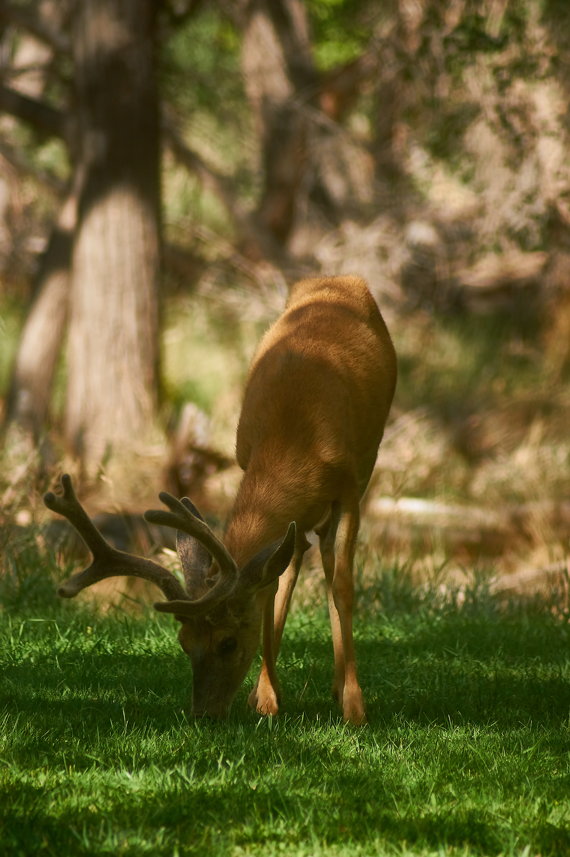 Fruita Campground