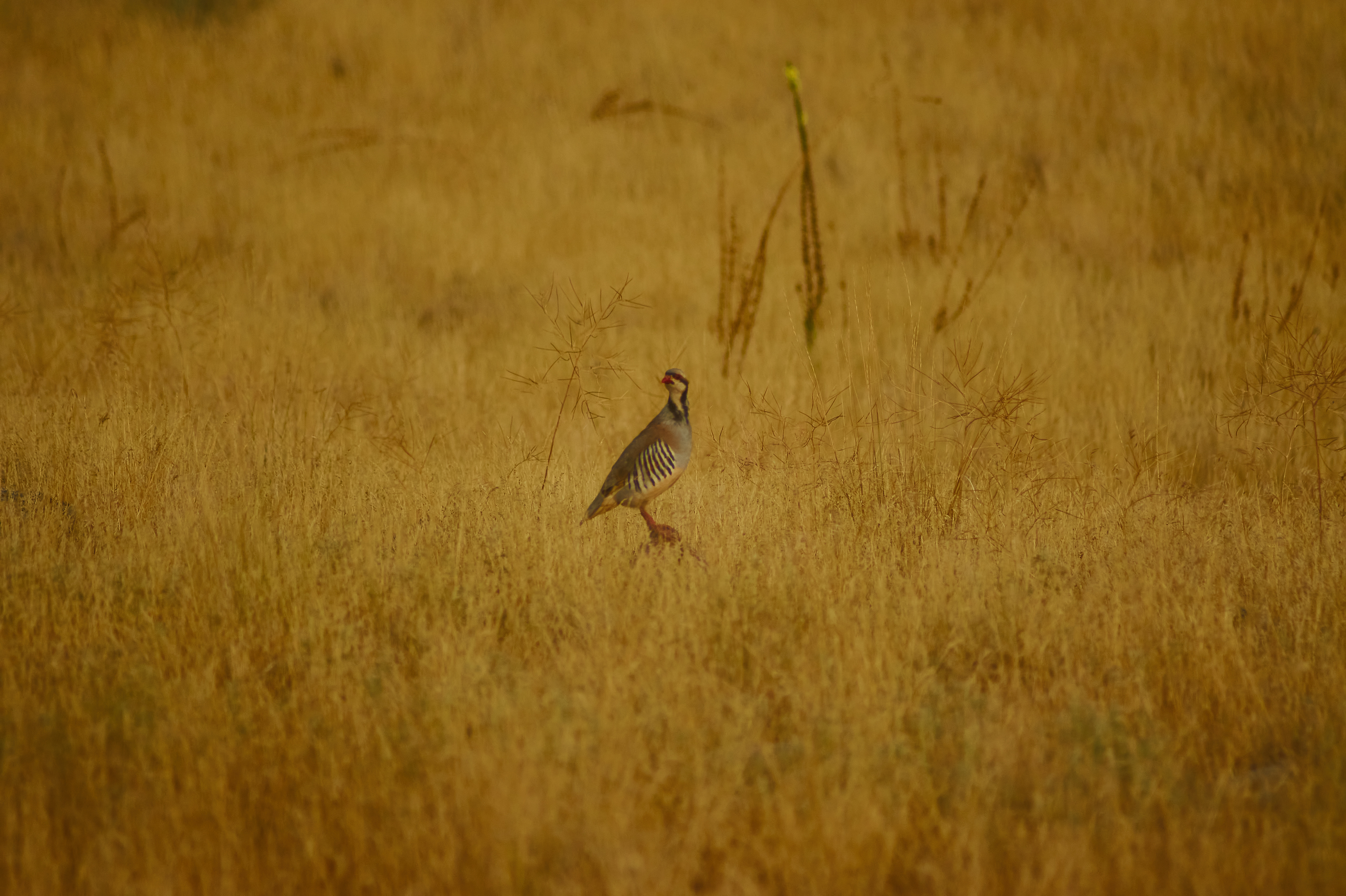 Chukar Antilope-Island Salt Lake City