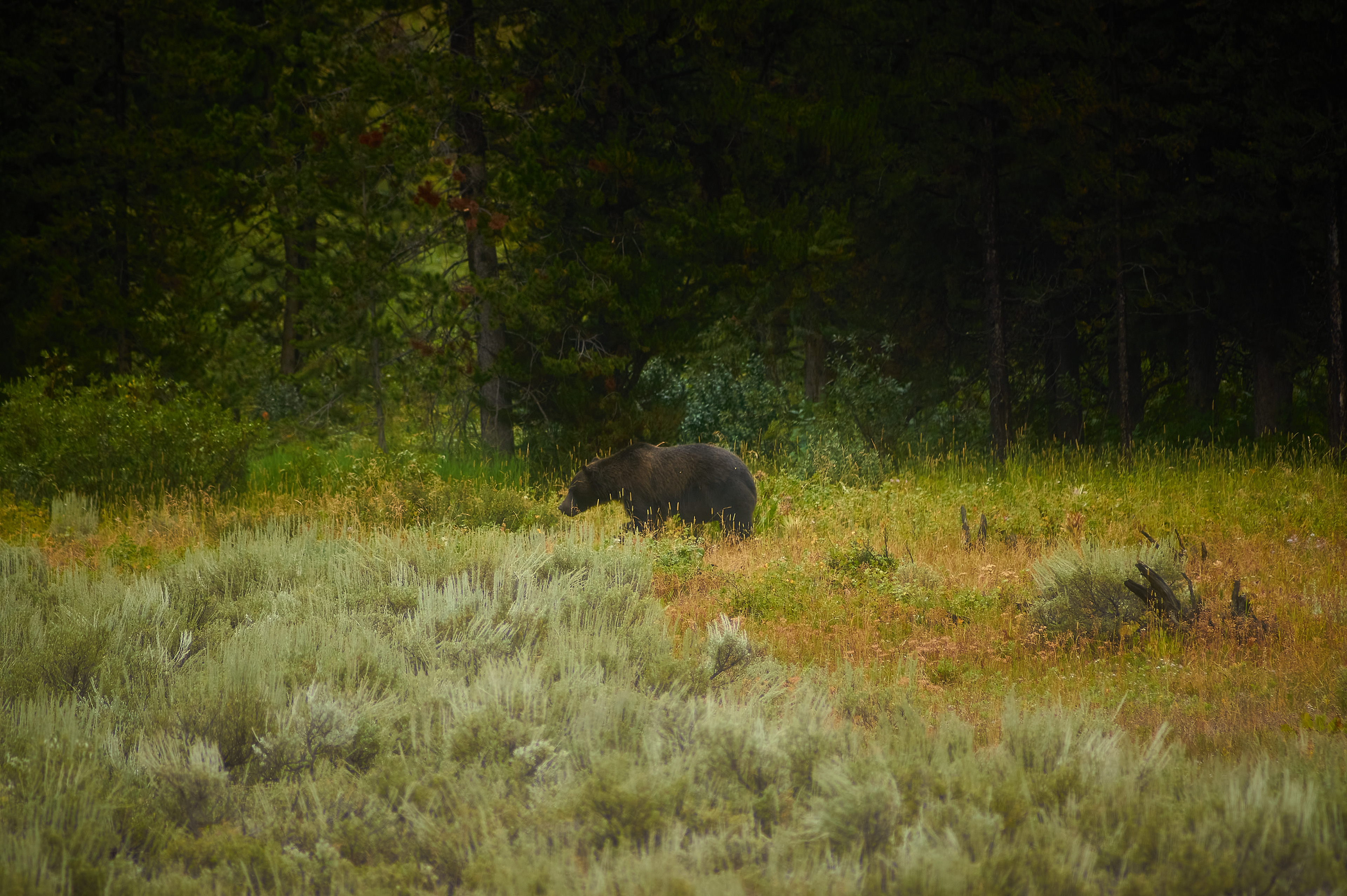 Grizzlybär Grand Taton Nationalpark
