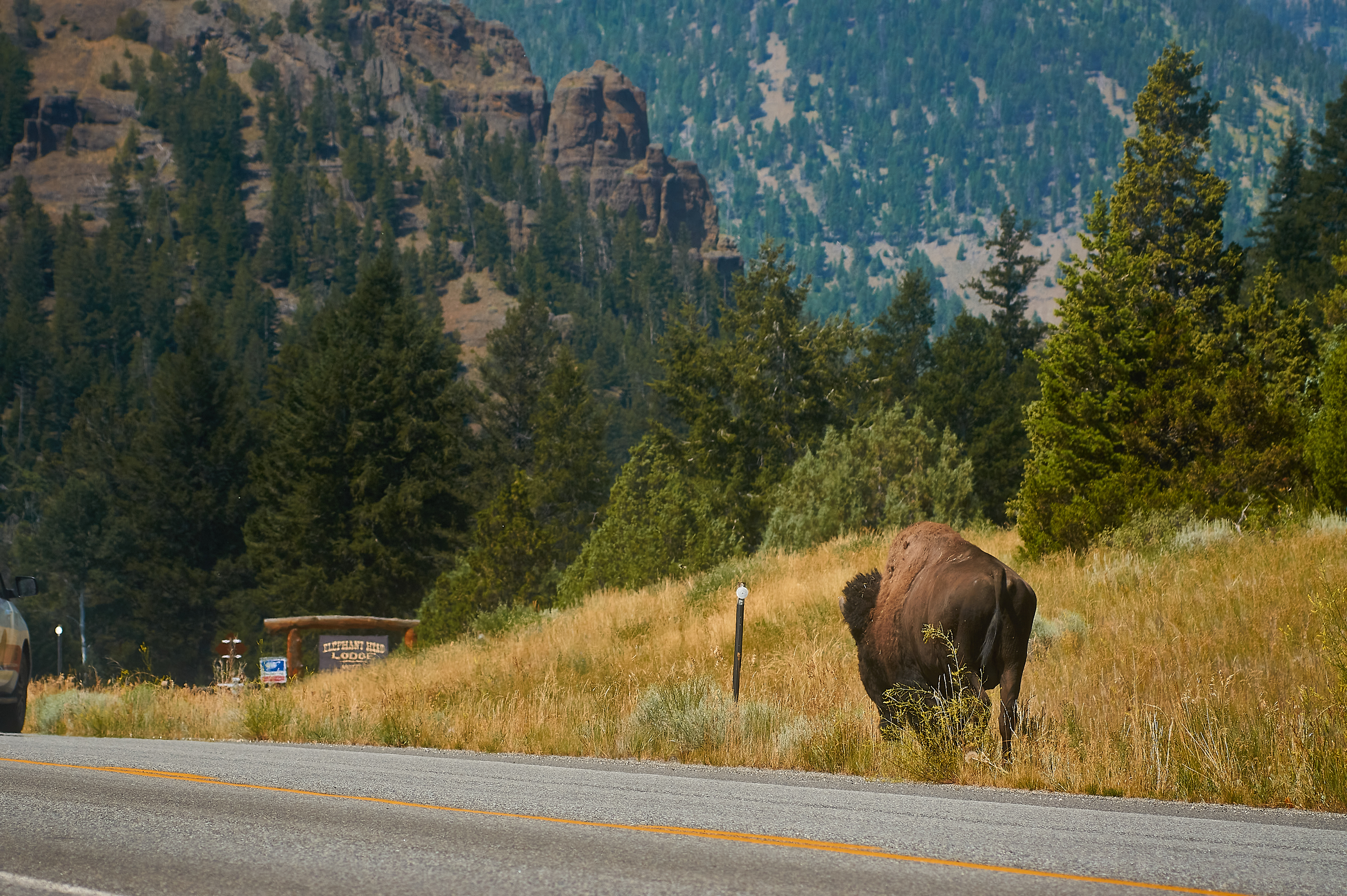 Bison am Eingang vom Yellowstone Nationalpark