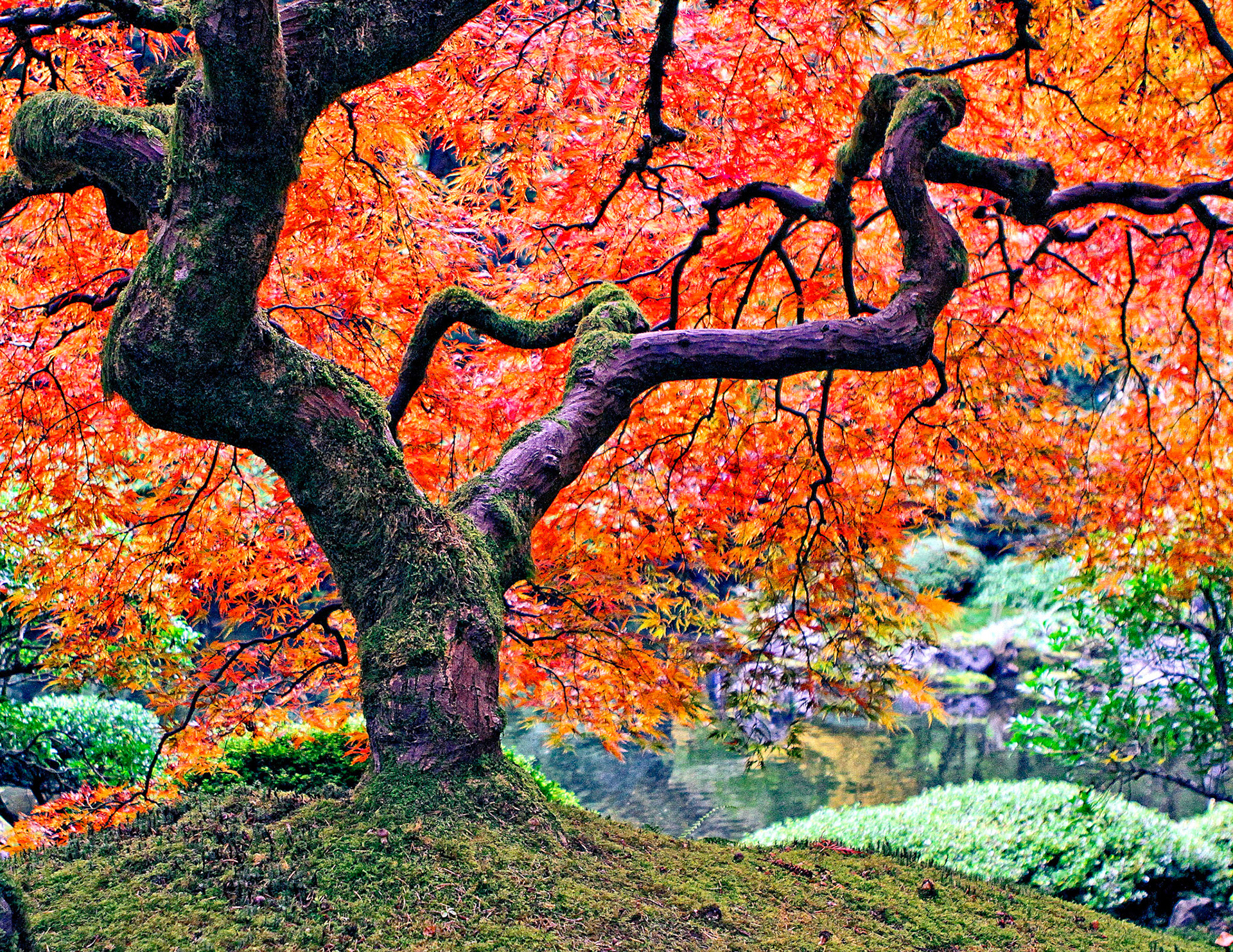 Portland Japanese Maple