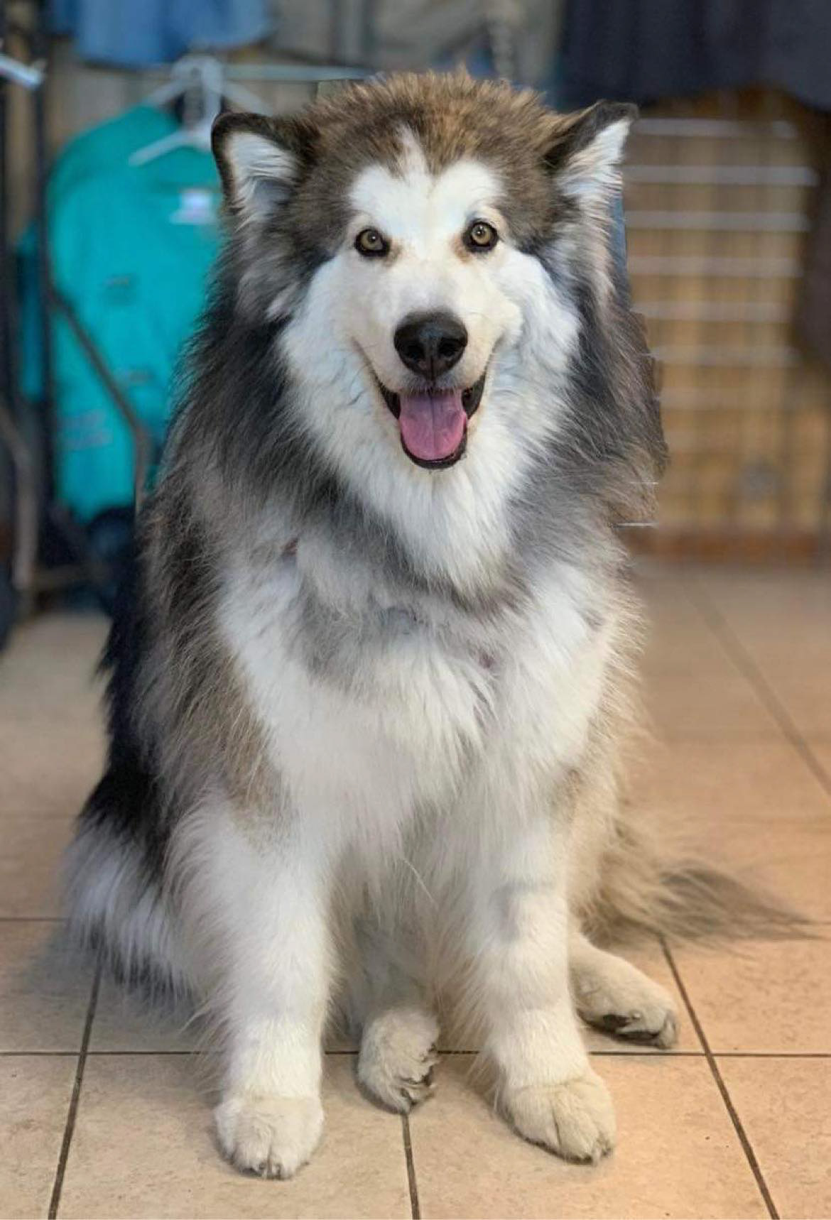 Cane