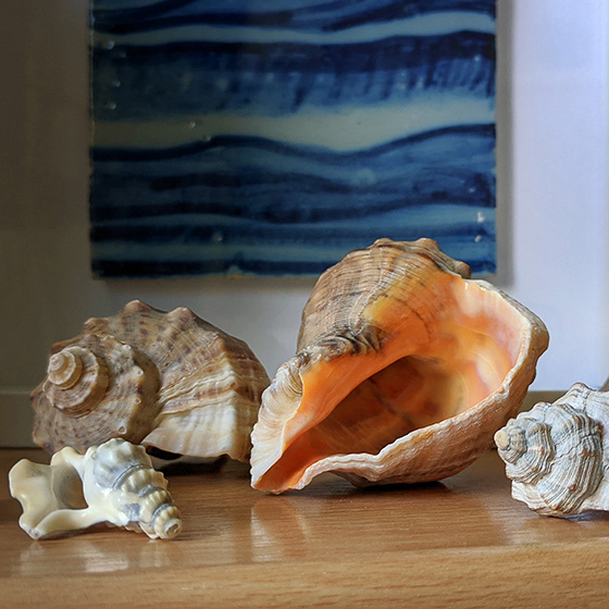 The shells and the sea