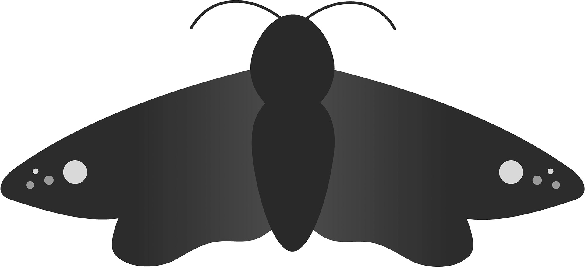 moth