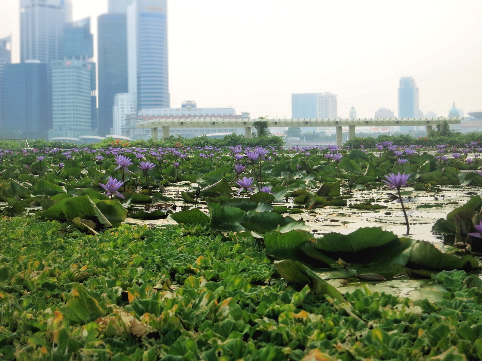 Singapore, Nature vs. City, 2015