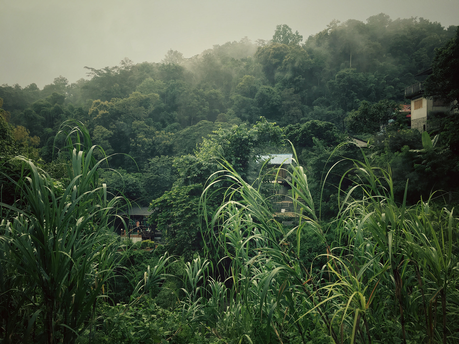 Thailand, Jungle by Train, 2016