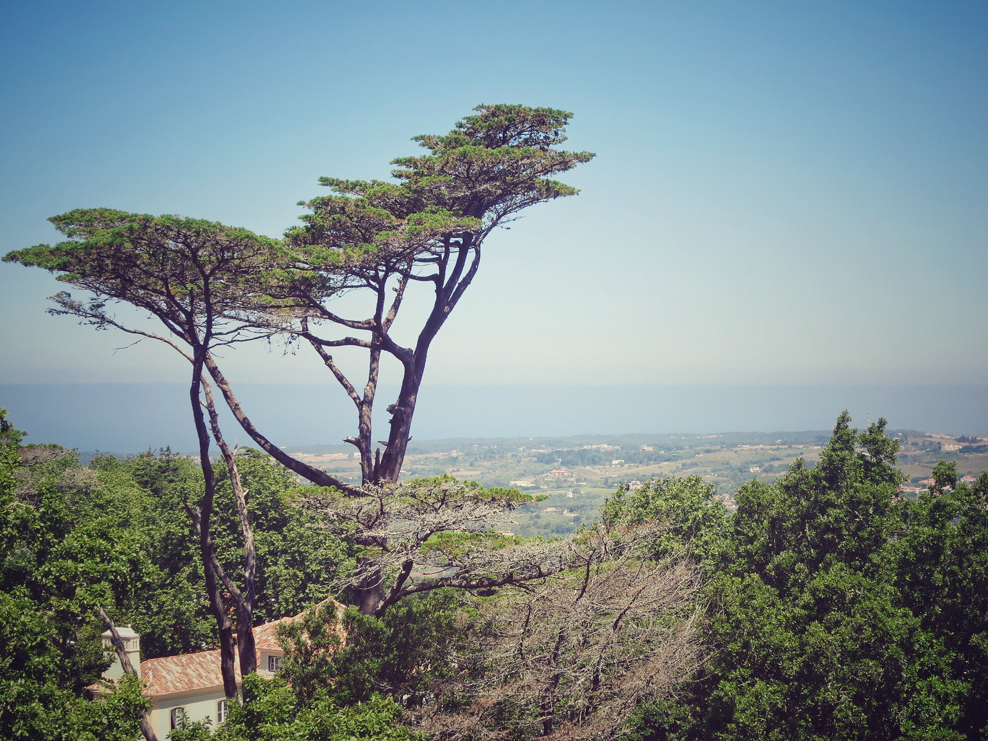 Portugal, Sintra, Tree, 2016