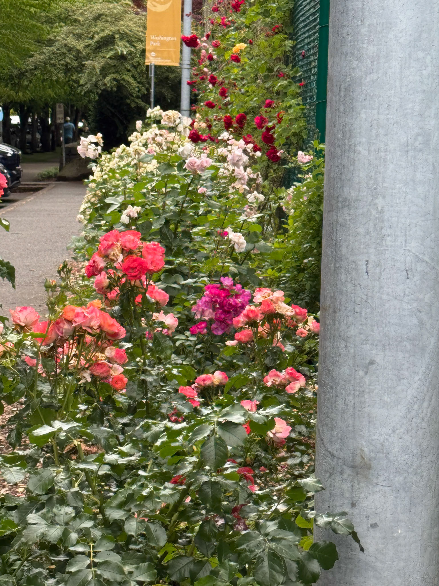 Even the tennis courts in the park get their own rosebushes