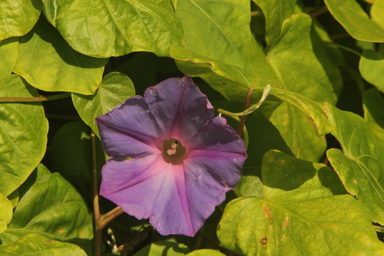 Beach Morning Glory