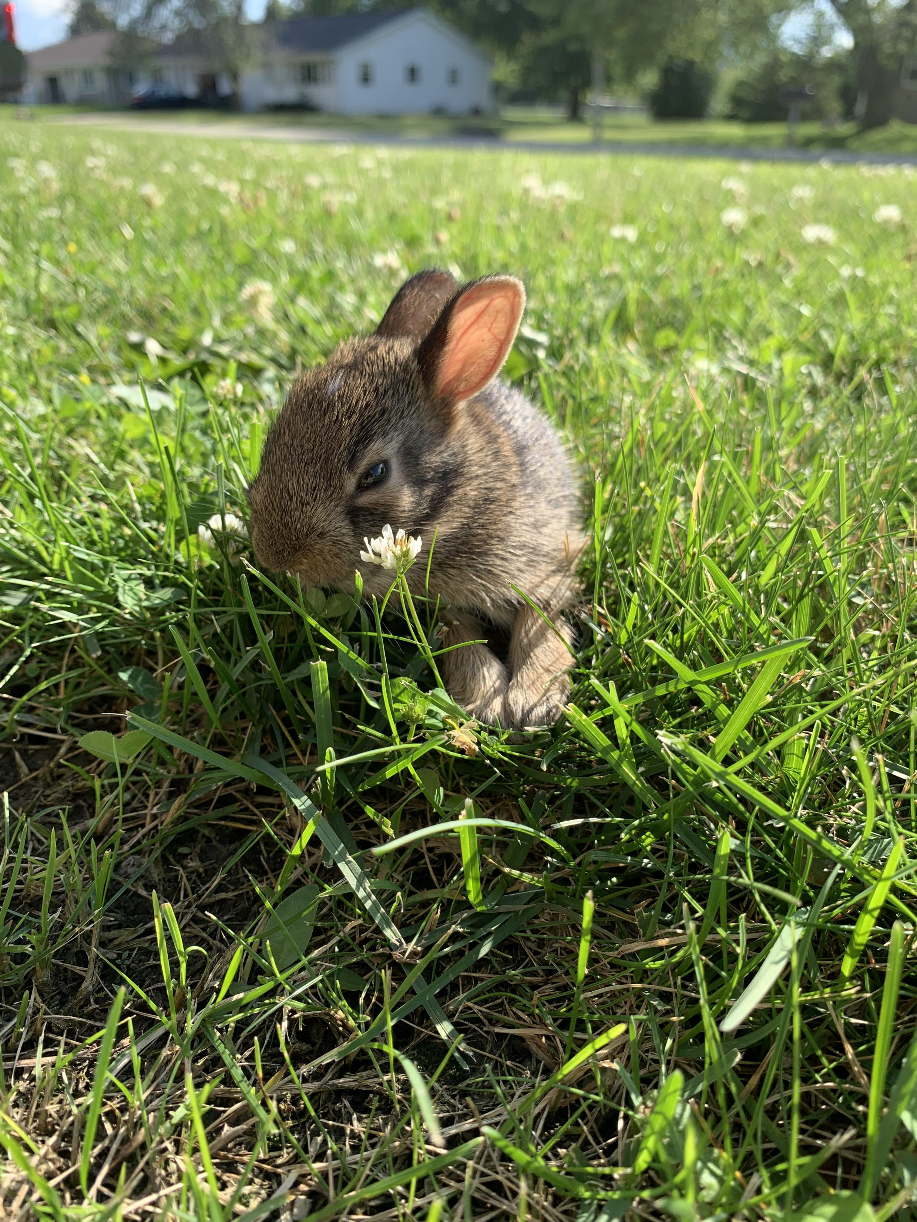 Baby Bunny