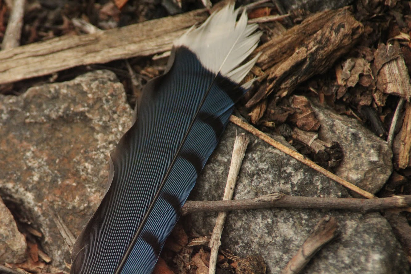 Blue Jay Feather