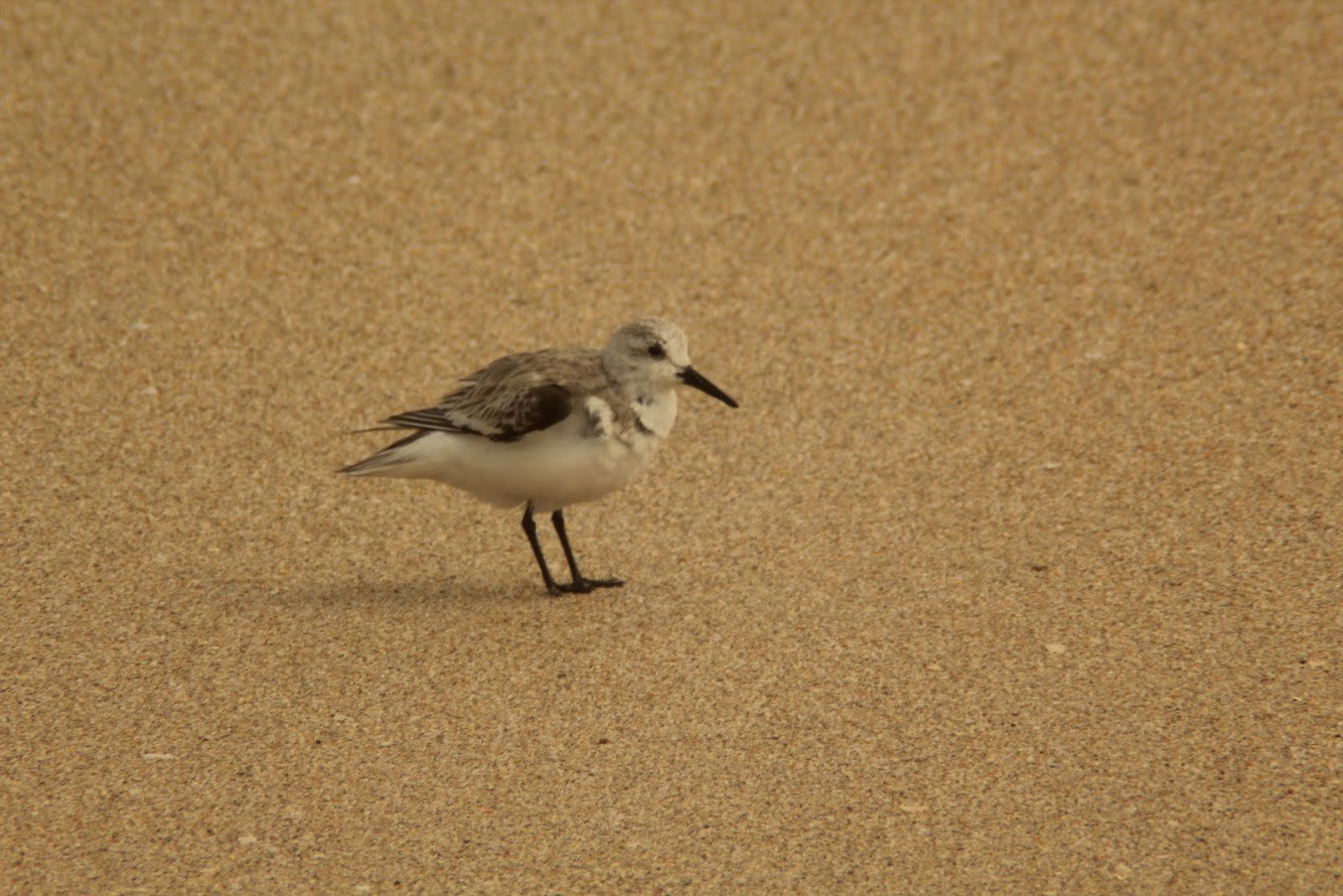 Sand Piper