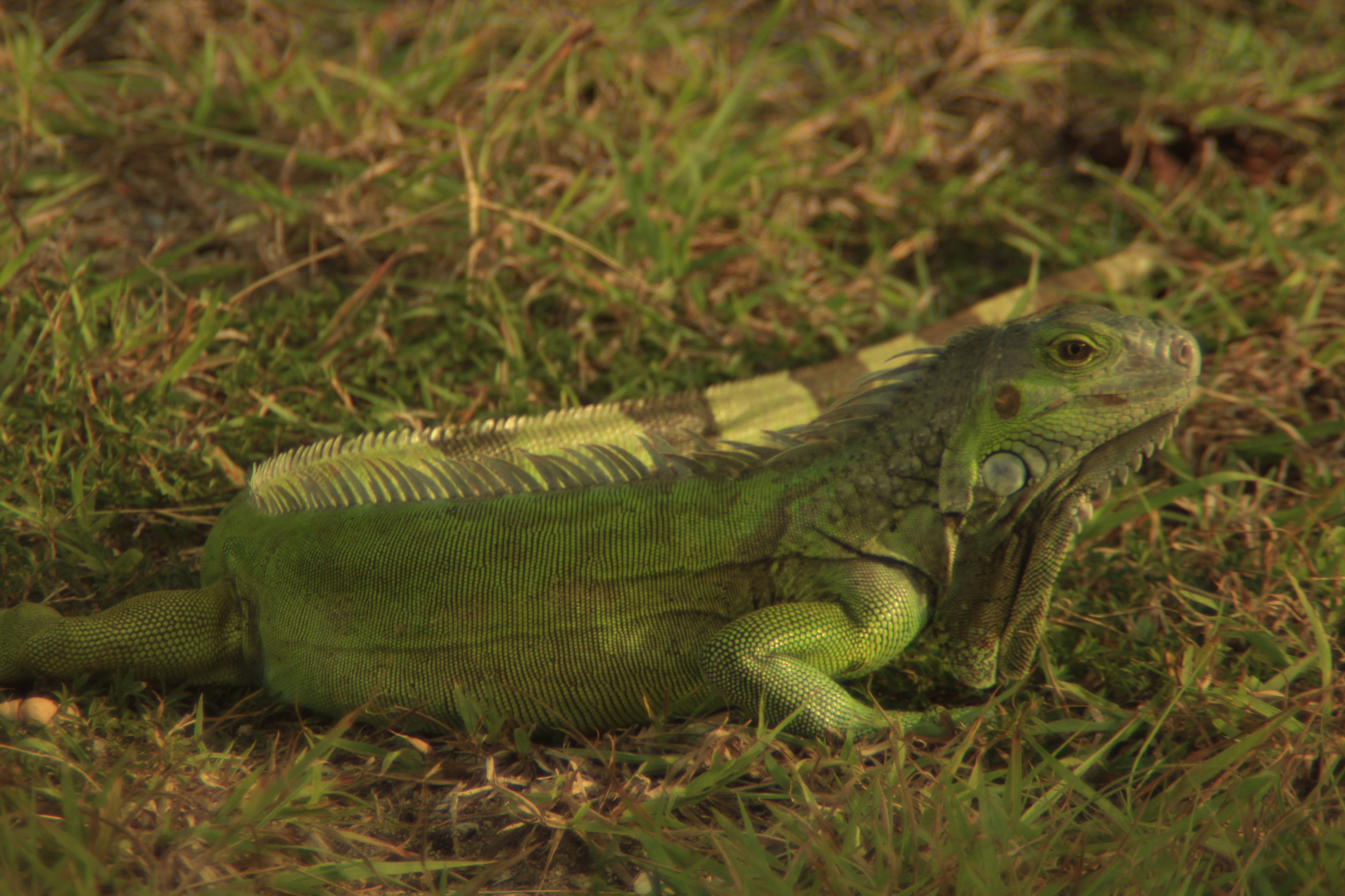 Green Iguana