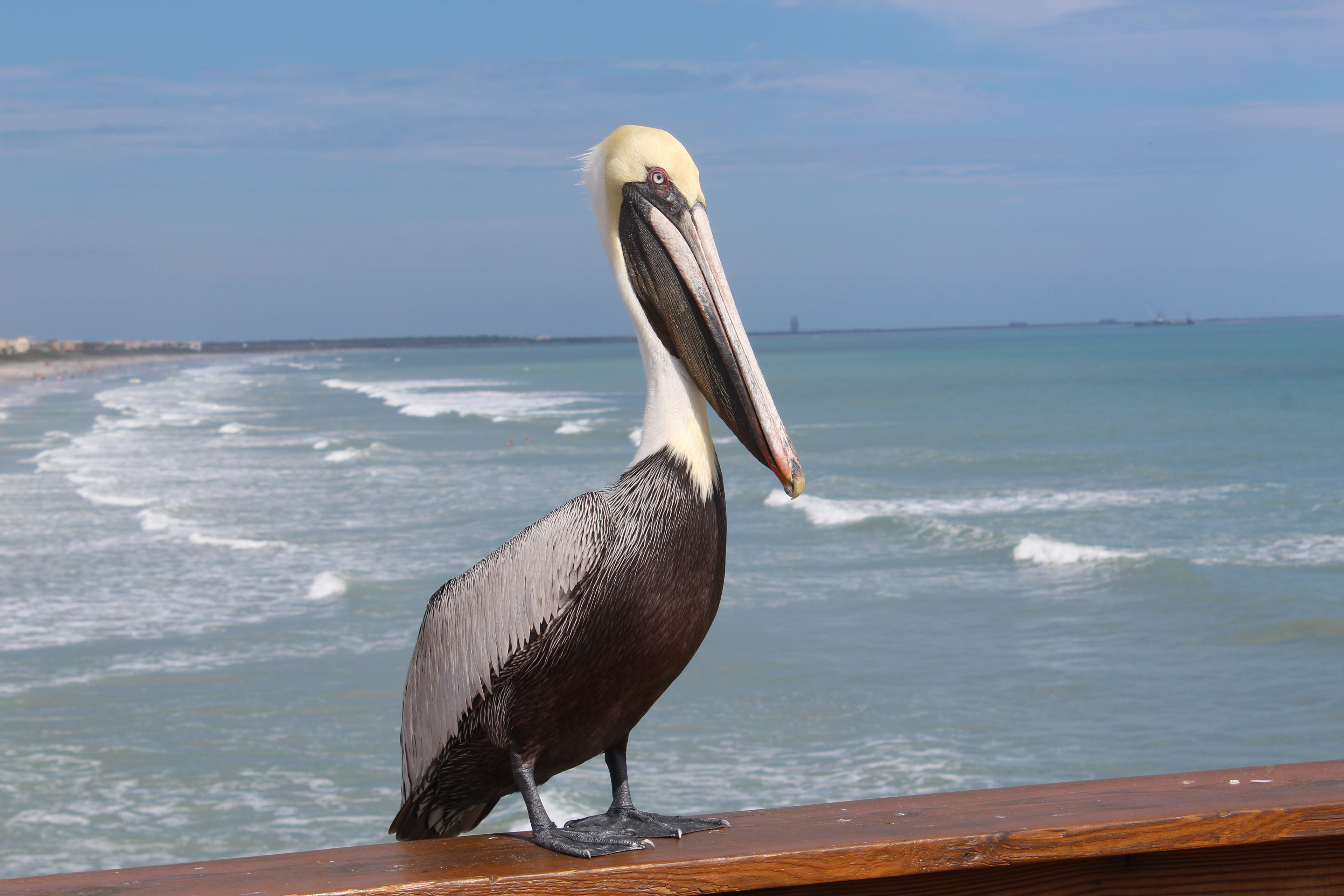 Brown Pelican
