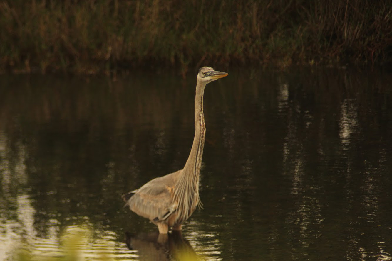 Great Blue Heron