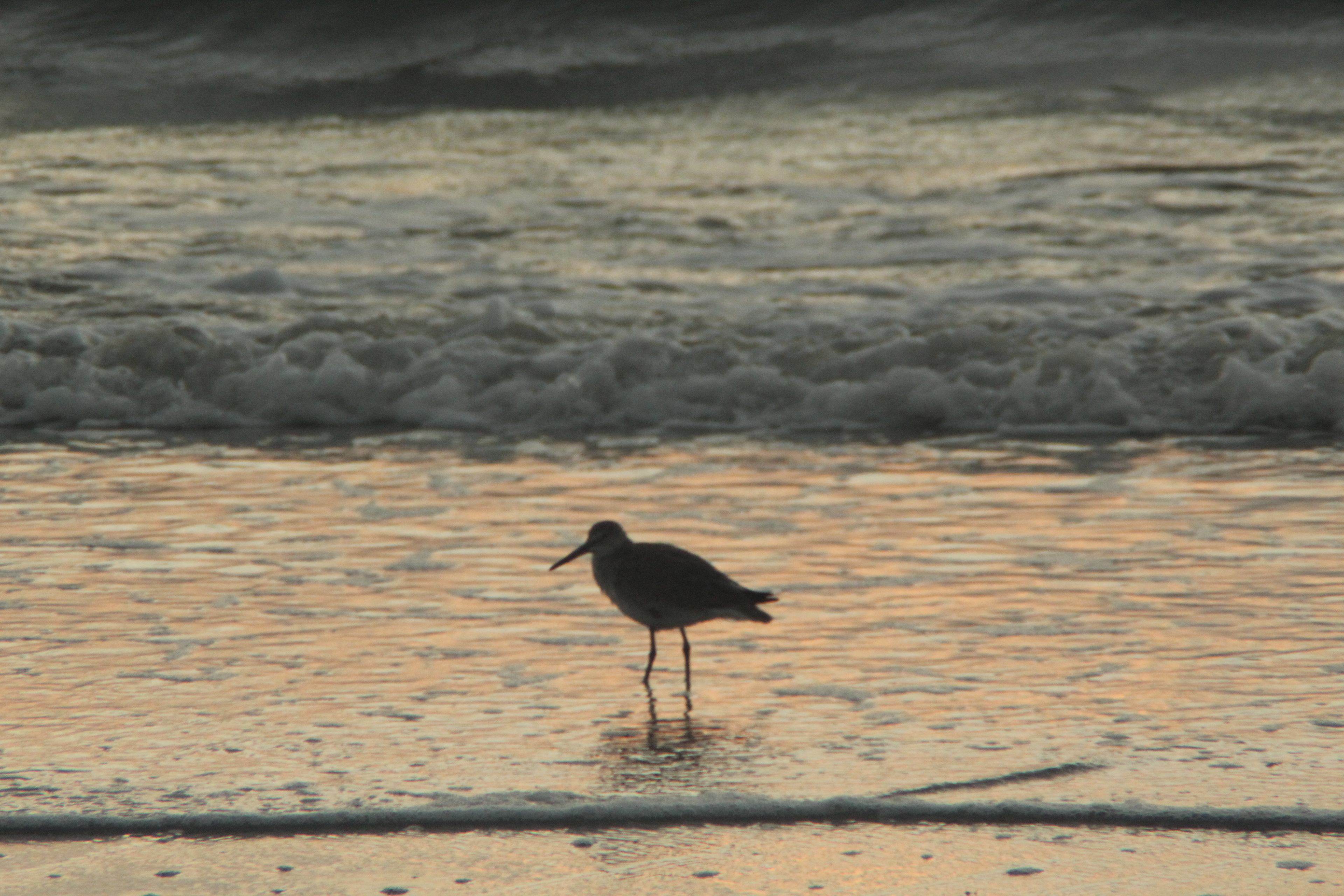 Sand Piper