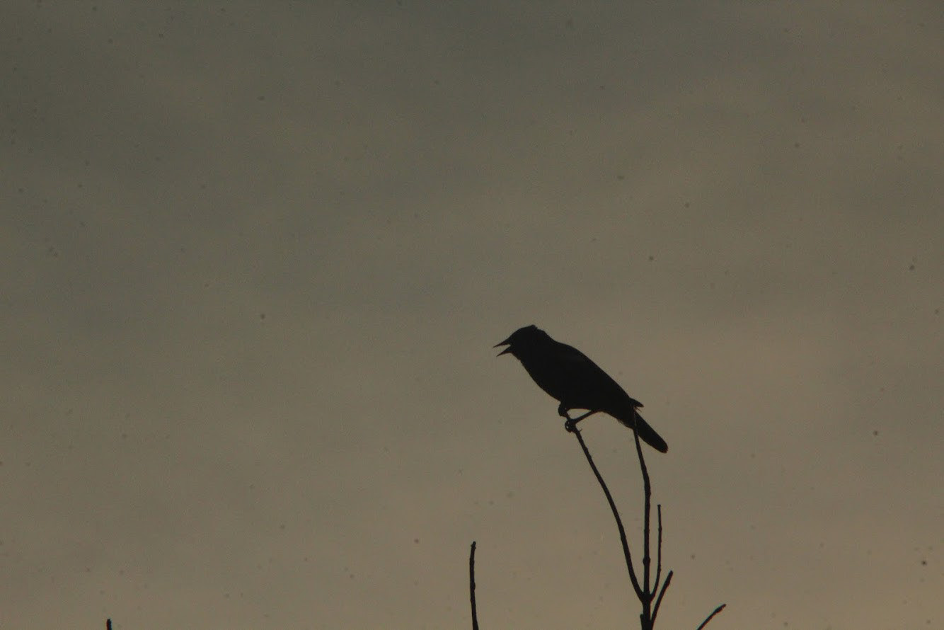 Red Winged Blackbird