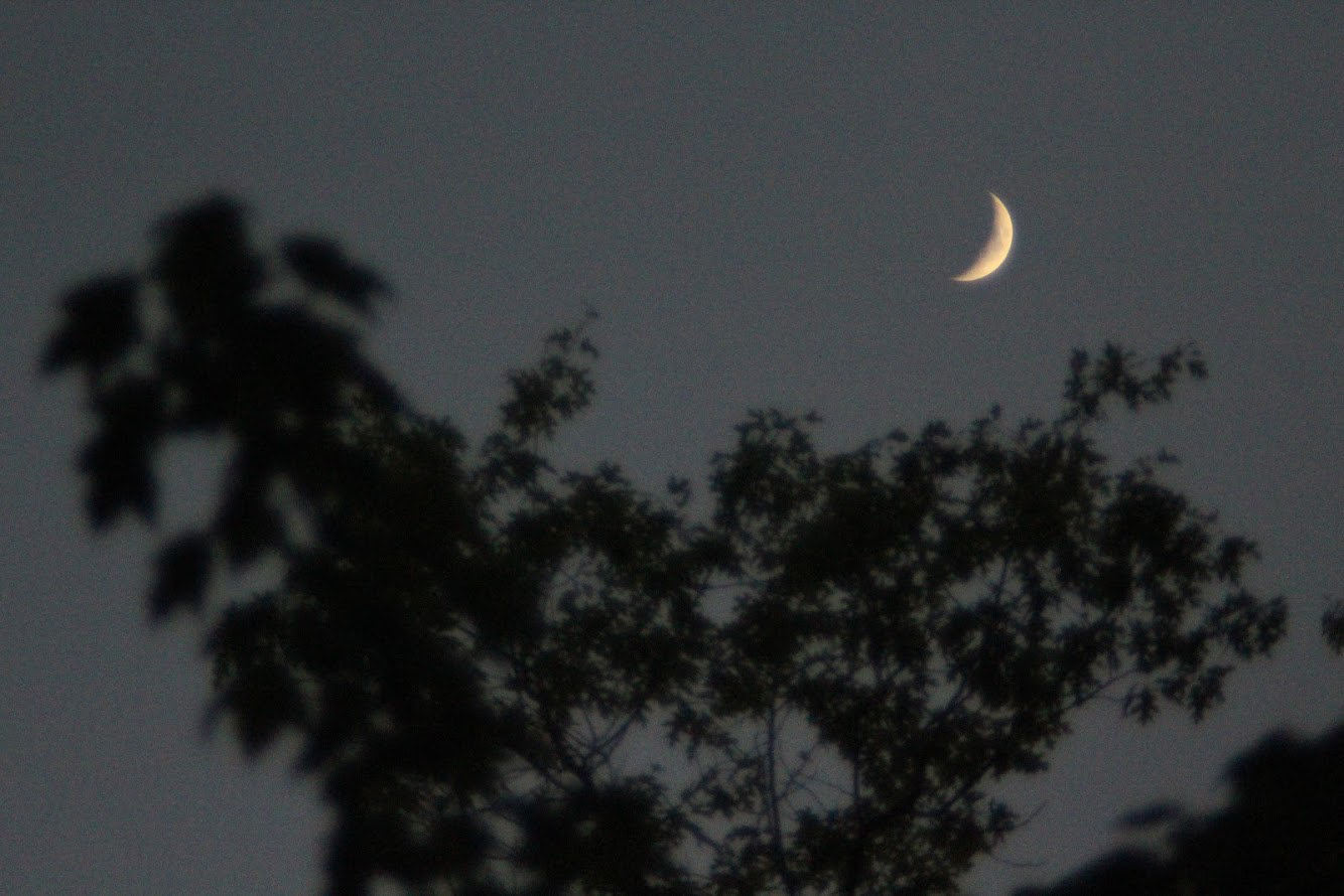 Moon and Tree