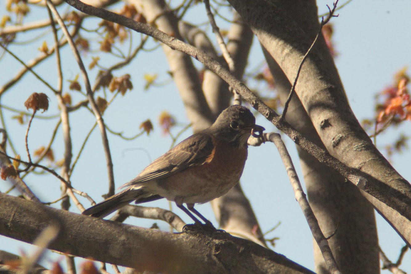 Spring Robin