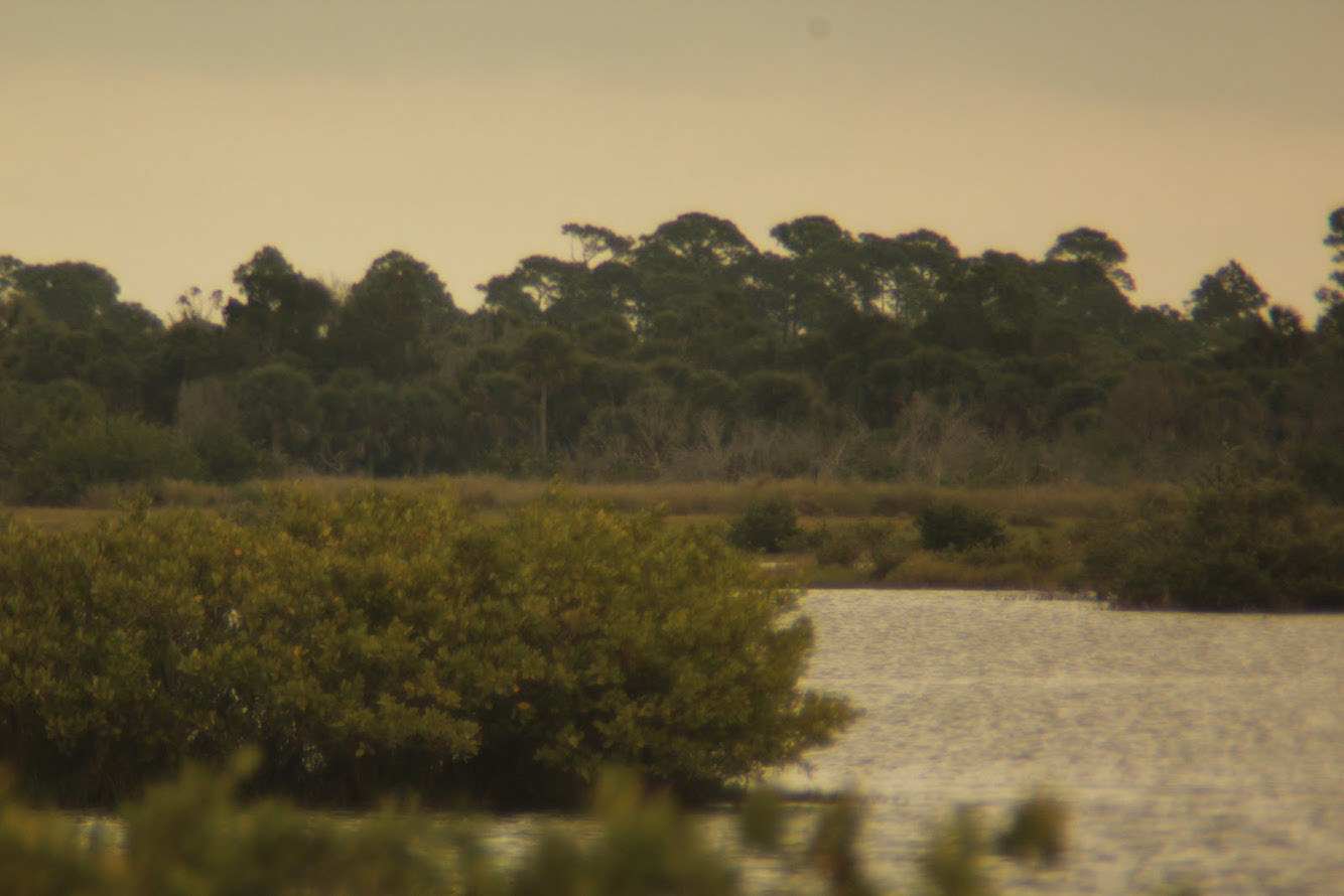 Florida Mangroves