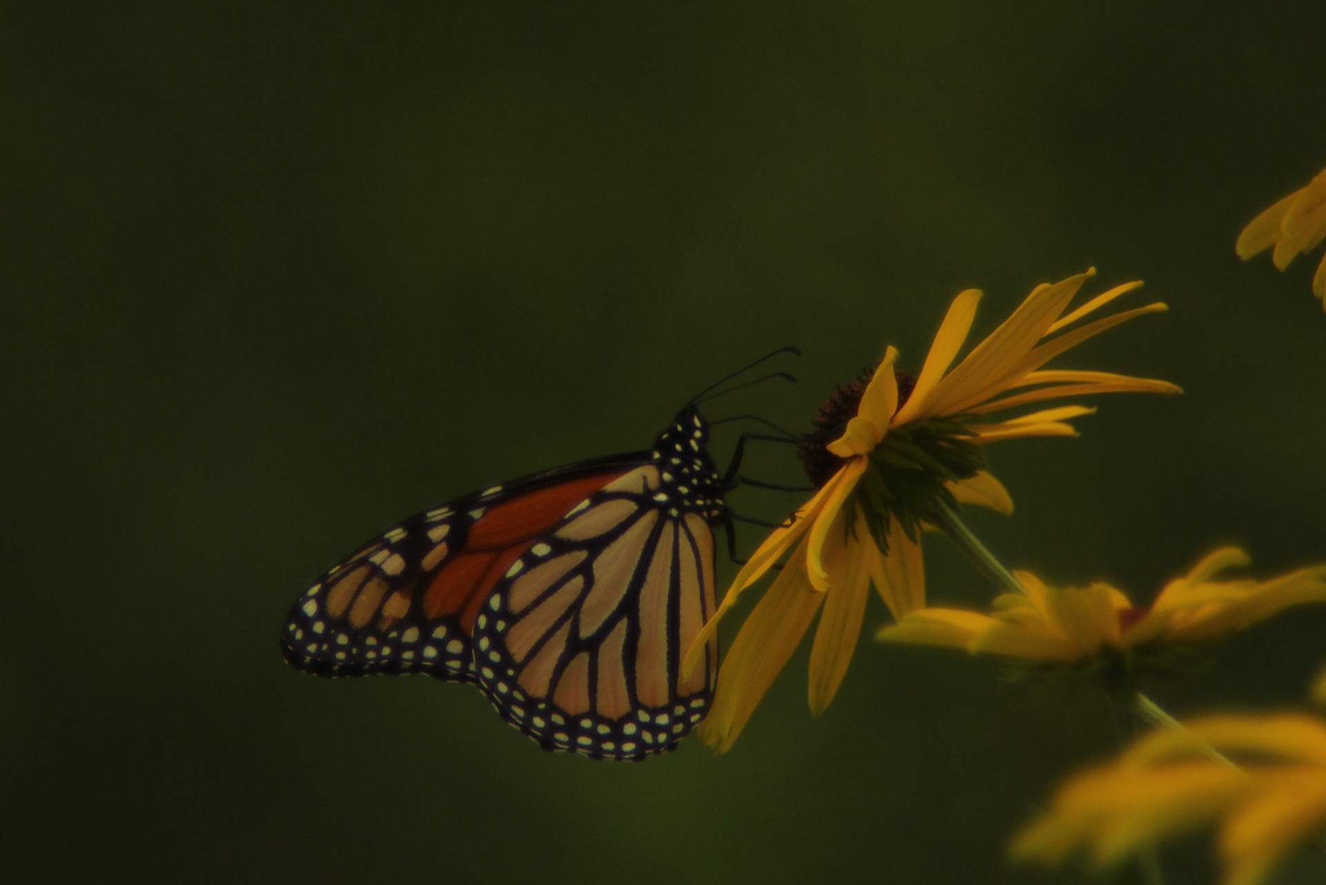 Monarch 
