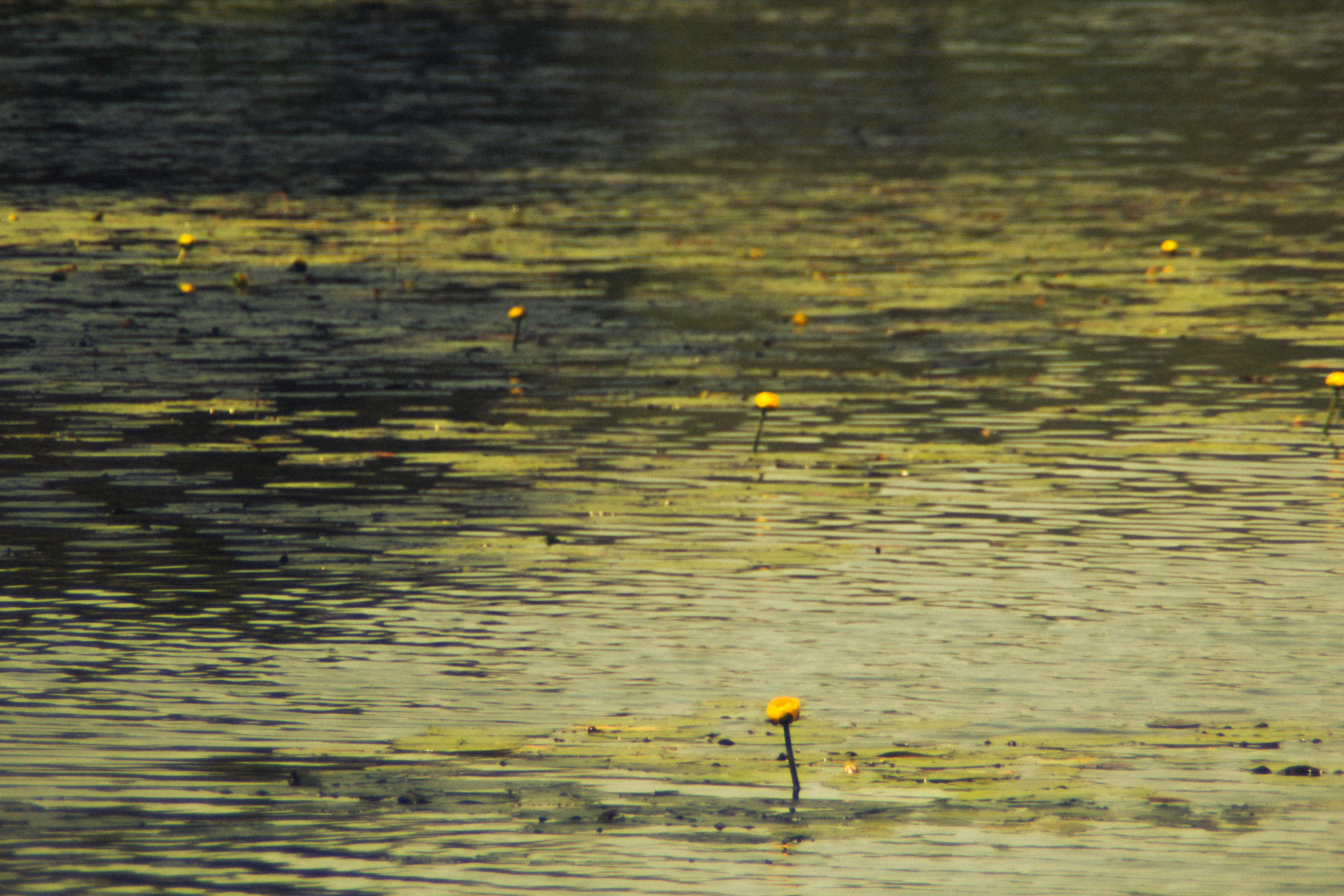 McCastlin Lake 