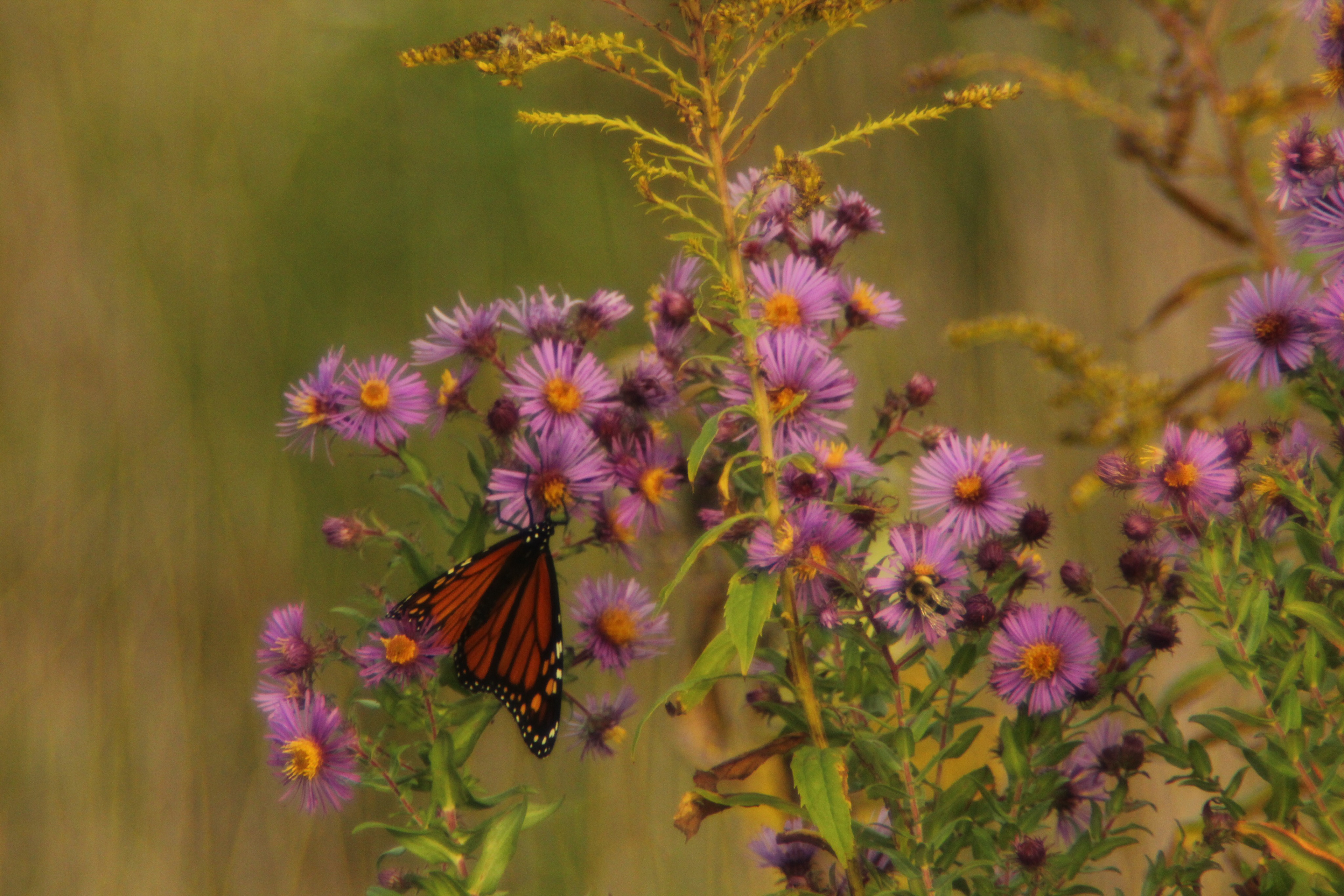 Monarch with flowers